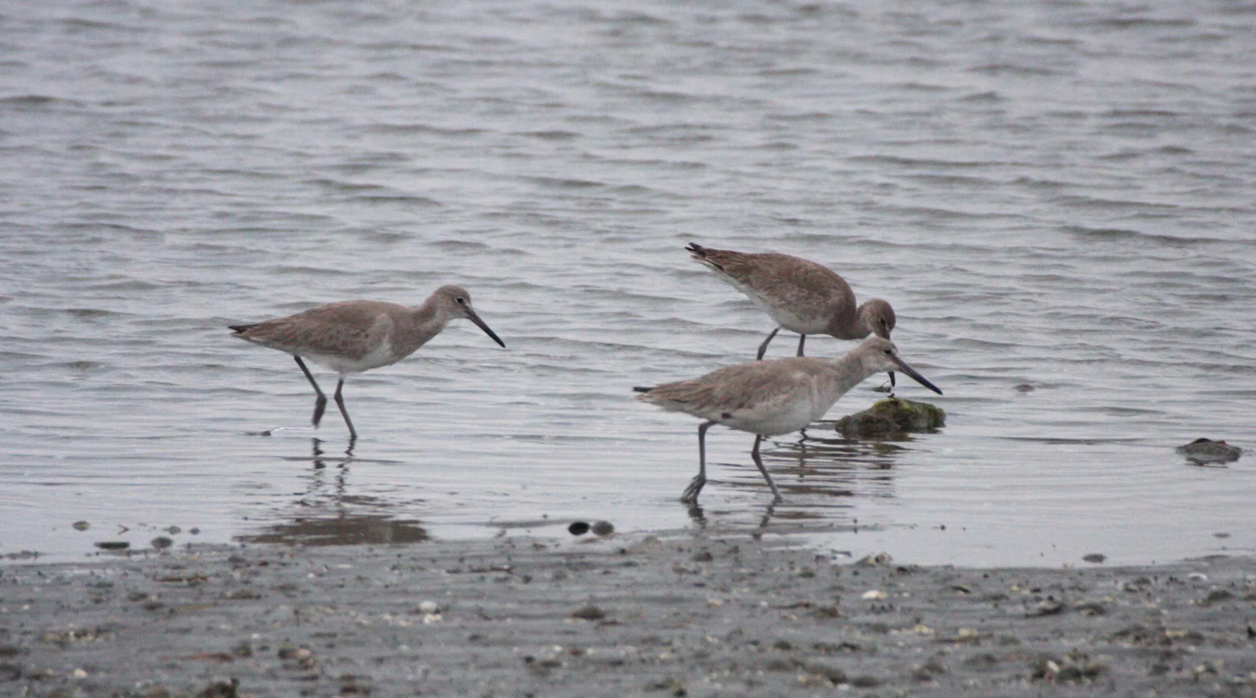 BIRD - WILLET - SAN IGNACIO LAGOON BAJA MEXICO (9).JPG