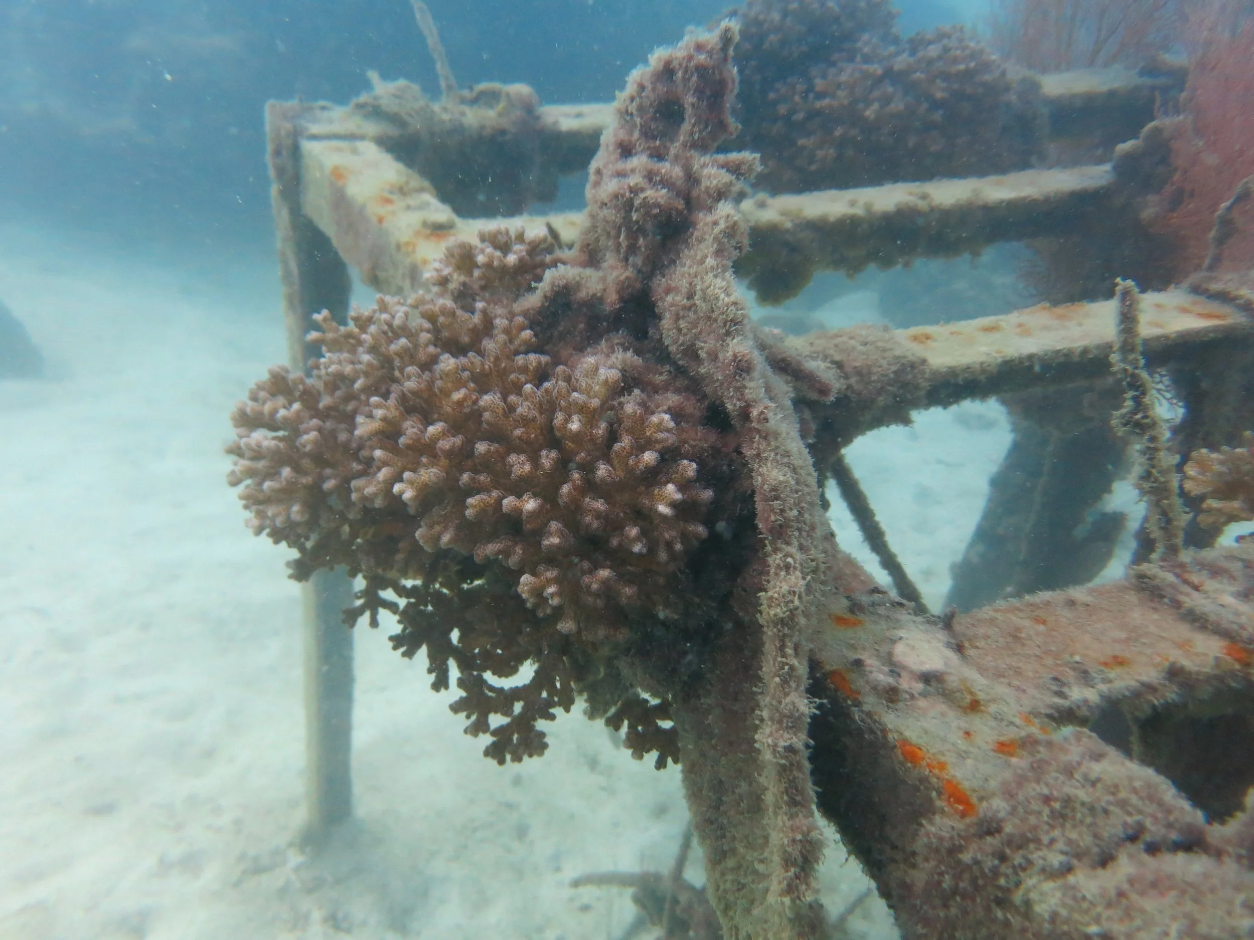 2016 BPS Satthahip Dive Trip with Marine Conservation Club (4).JPG