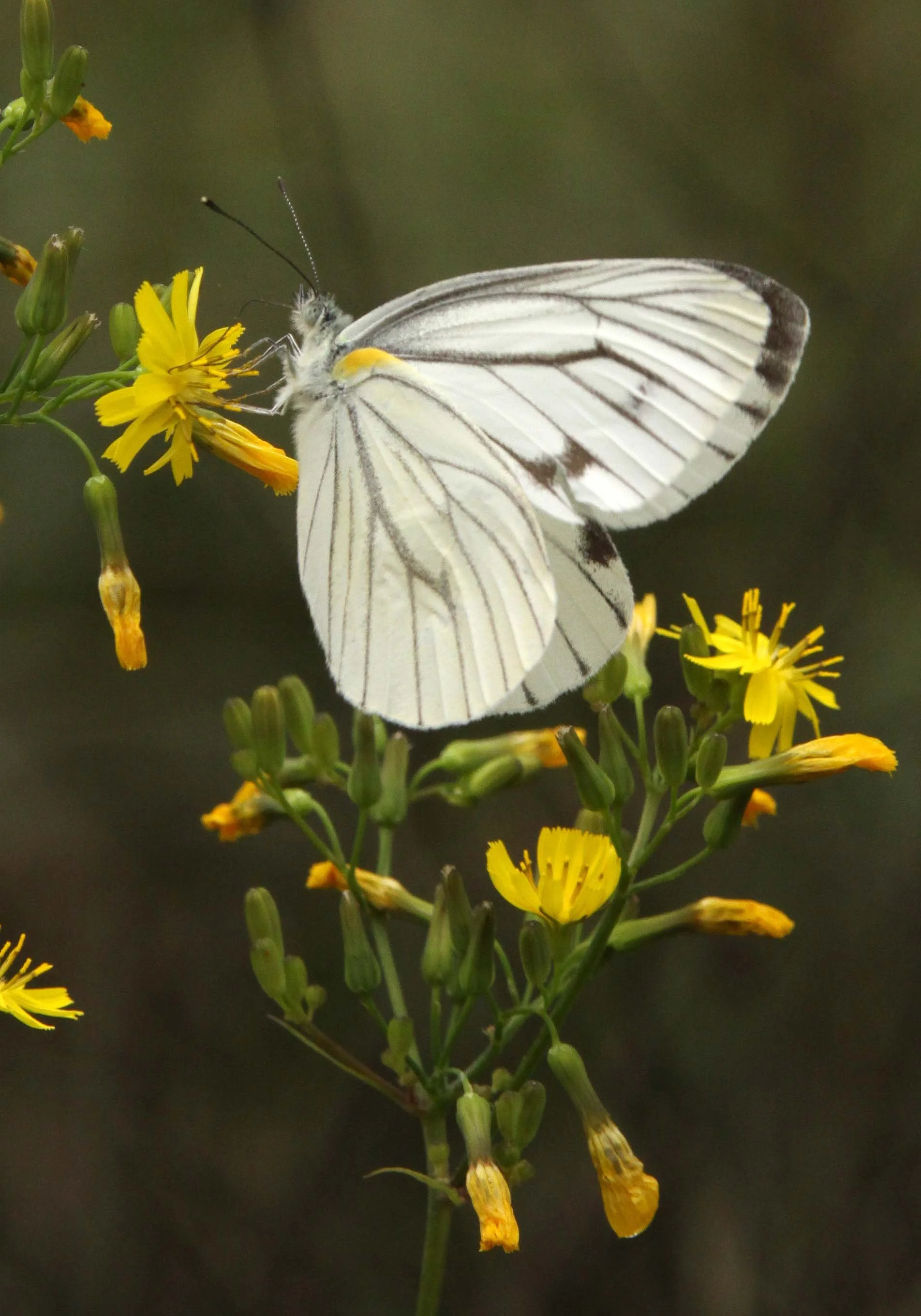 INVERT - LEPIDOPTERA - PIERID CABBAGE BUTTERFLY - BIFENGXIA PANDA RESERVE - SICHUAN CHINA (87).JPG