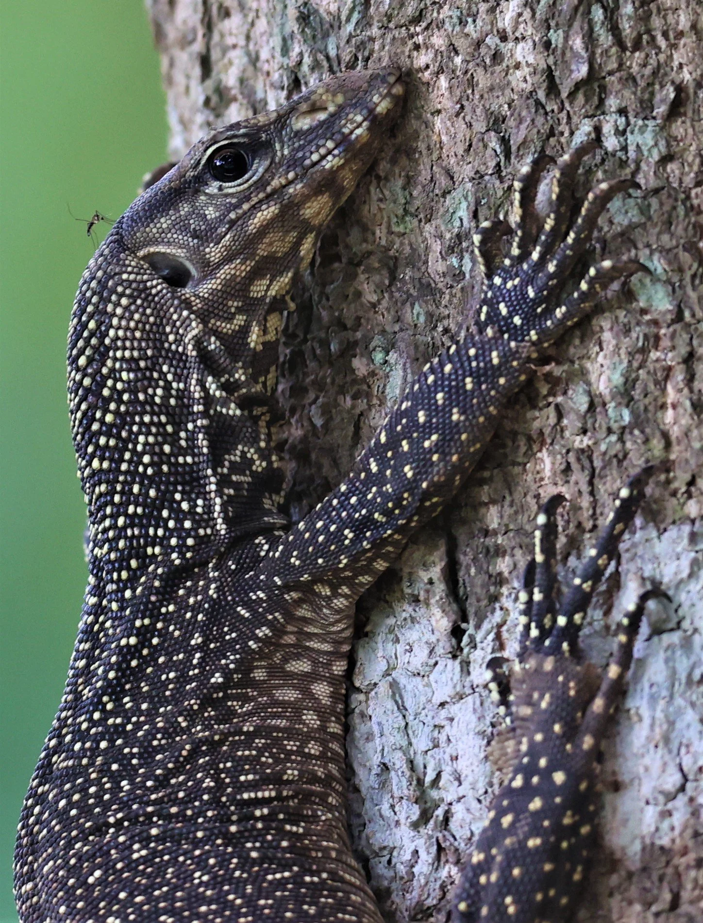 Clouded Monitor (Varanus nebulosus)