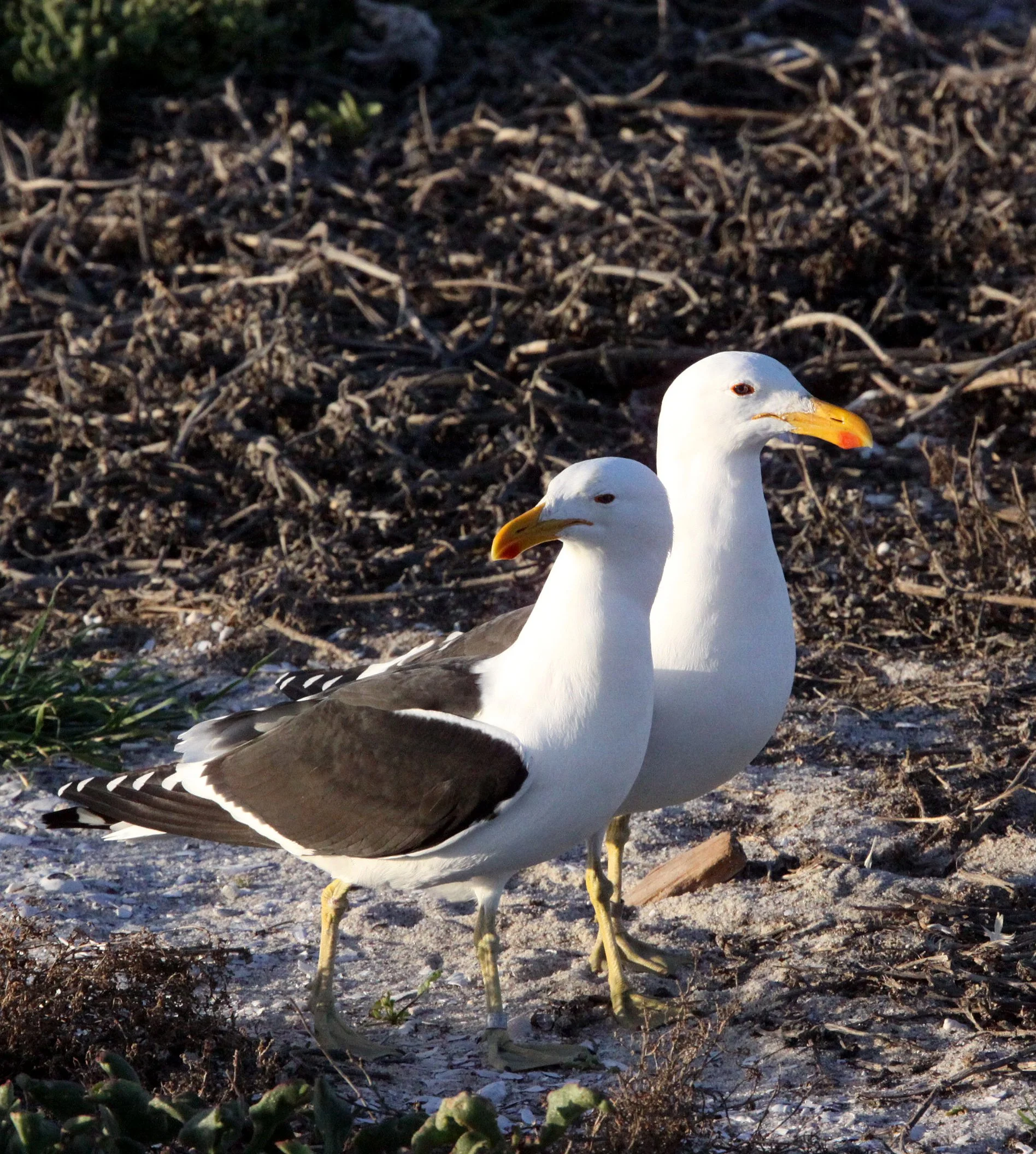 BIRD - GULL - CAPE OR KELP GULL - LARUS VETULA - BIRD ISLAND LAMBERT'S BAY SOUTH AFRICA (8).JPG