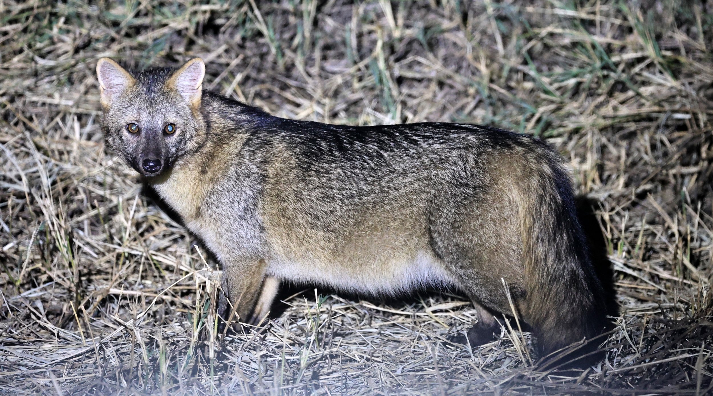 Crab-eating Fox (Cerdocyon thous) Estancia Campo'í Paraguay  (22).jpg