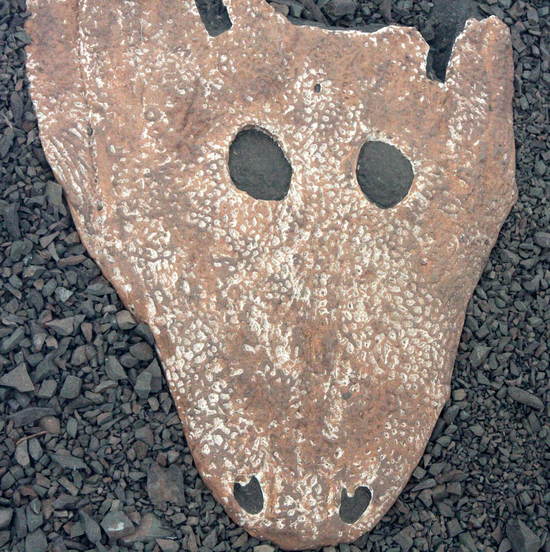 KAROO NATIONAL PARK SOUTH AFRICA - FOSSILS (4).JPG