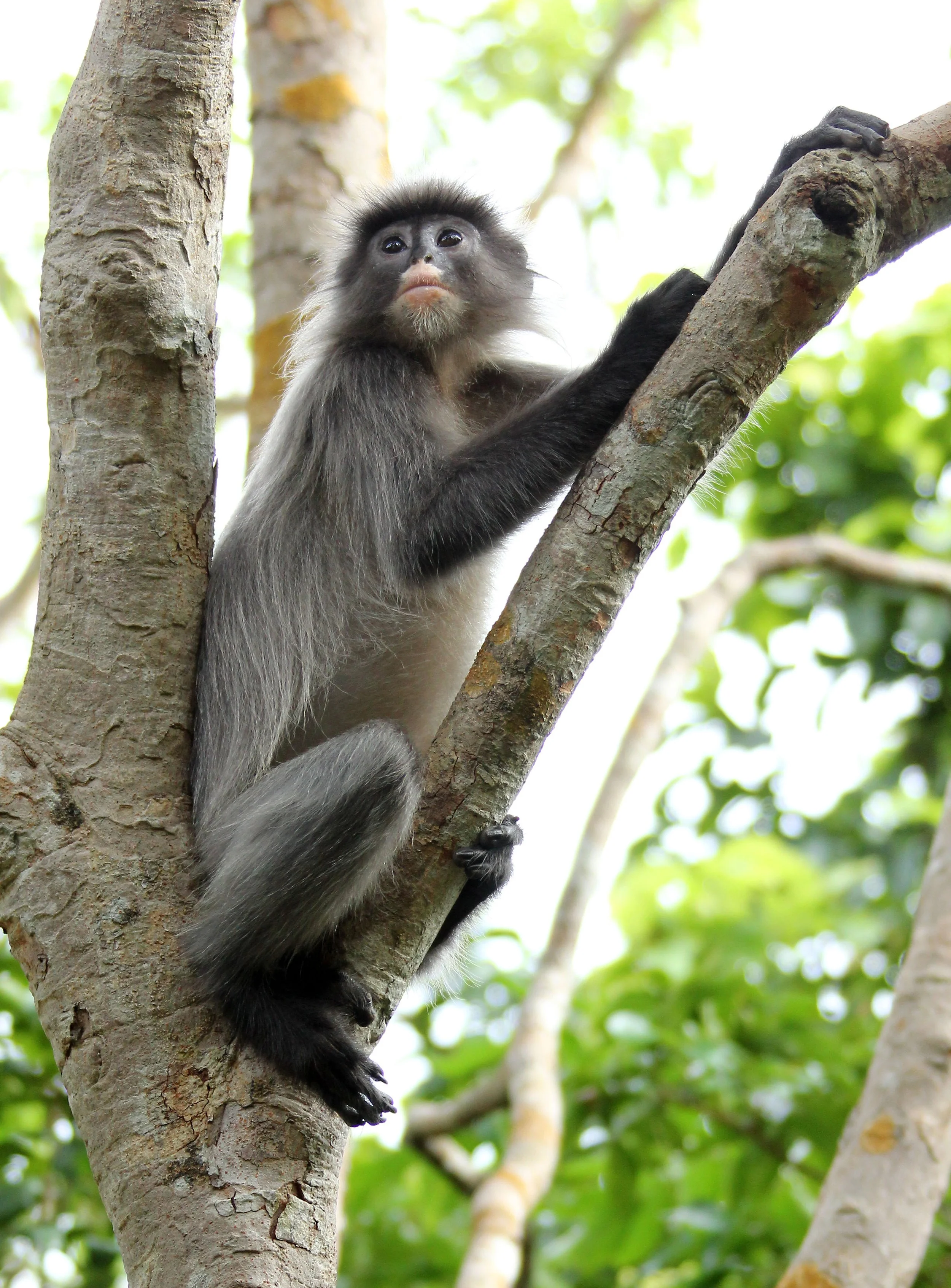 CERCOPITHECIDAE - Trachypithecus crepusculus - INDOCHINESE GRAY LANGUR - PHI THA KHON TEMPLE LOEI (47).JPG