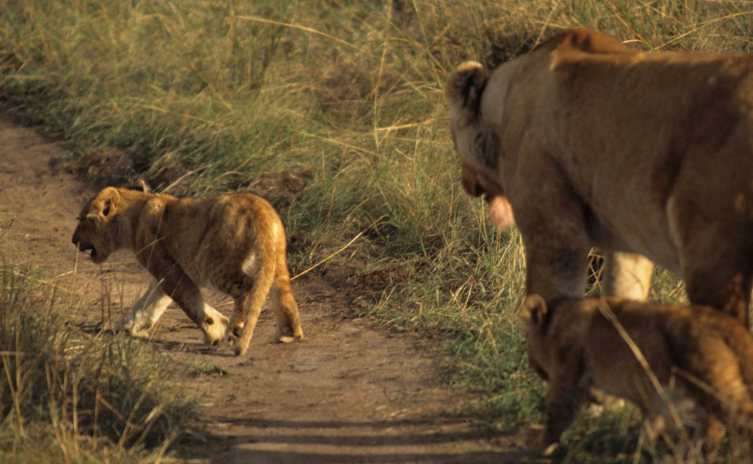 FELID - LION - SERENGETI (40).jpg