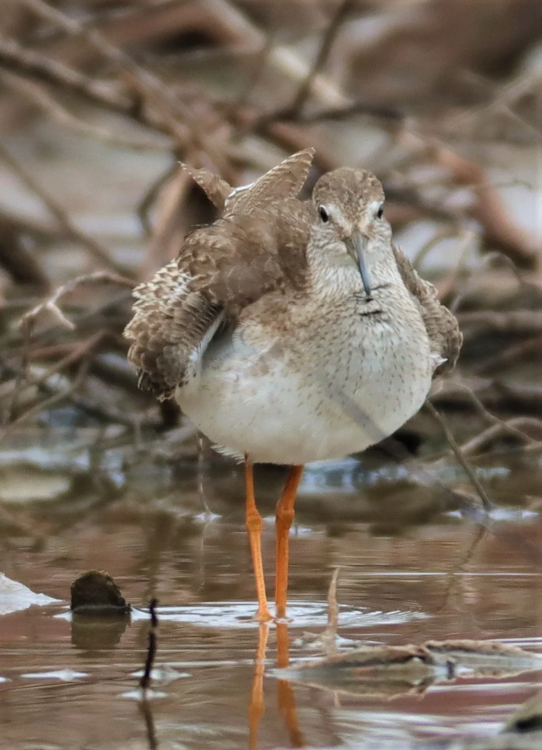 REDSHANK - SPOTTED REDSHANK - Tringa erythropus - BANG PU MANGROVE RESERVE SAMUT PRAKAN SEPT 5 2021 (60).jpg