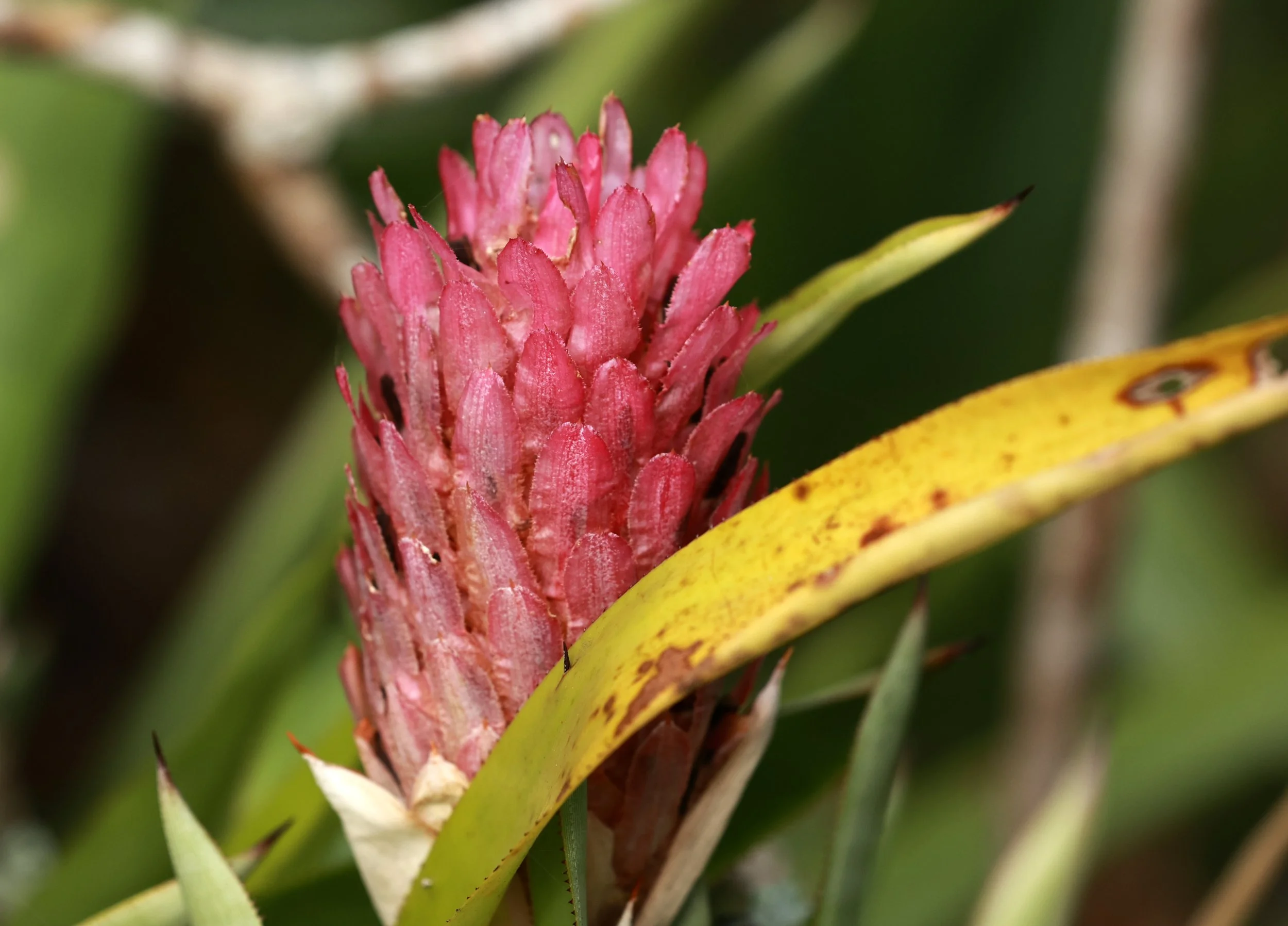 Quesnelia quesneliana Bromeliad - Superagüi National Park