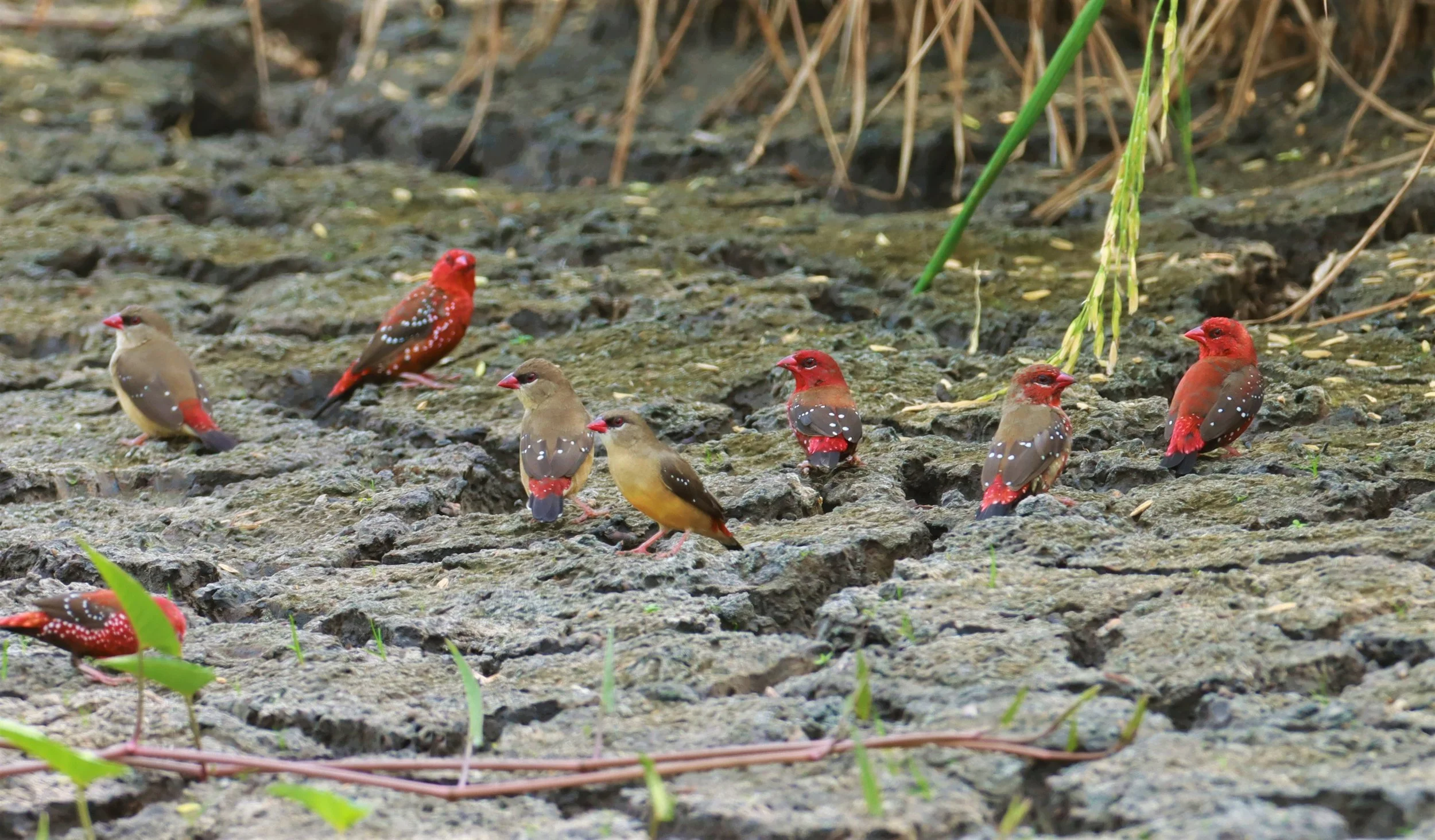 RED AVADAVAT - Amandava amandava - LAT KRABANG THAP YAO RICEFIELDS August 25, 2021 (25).jpg