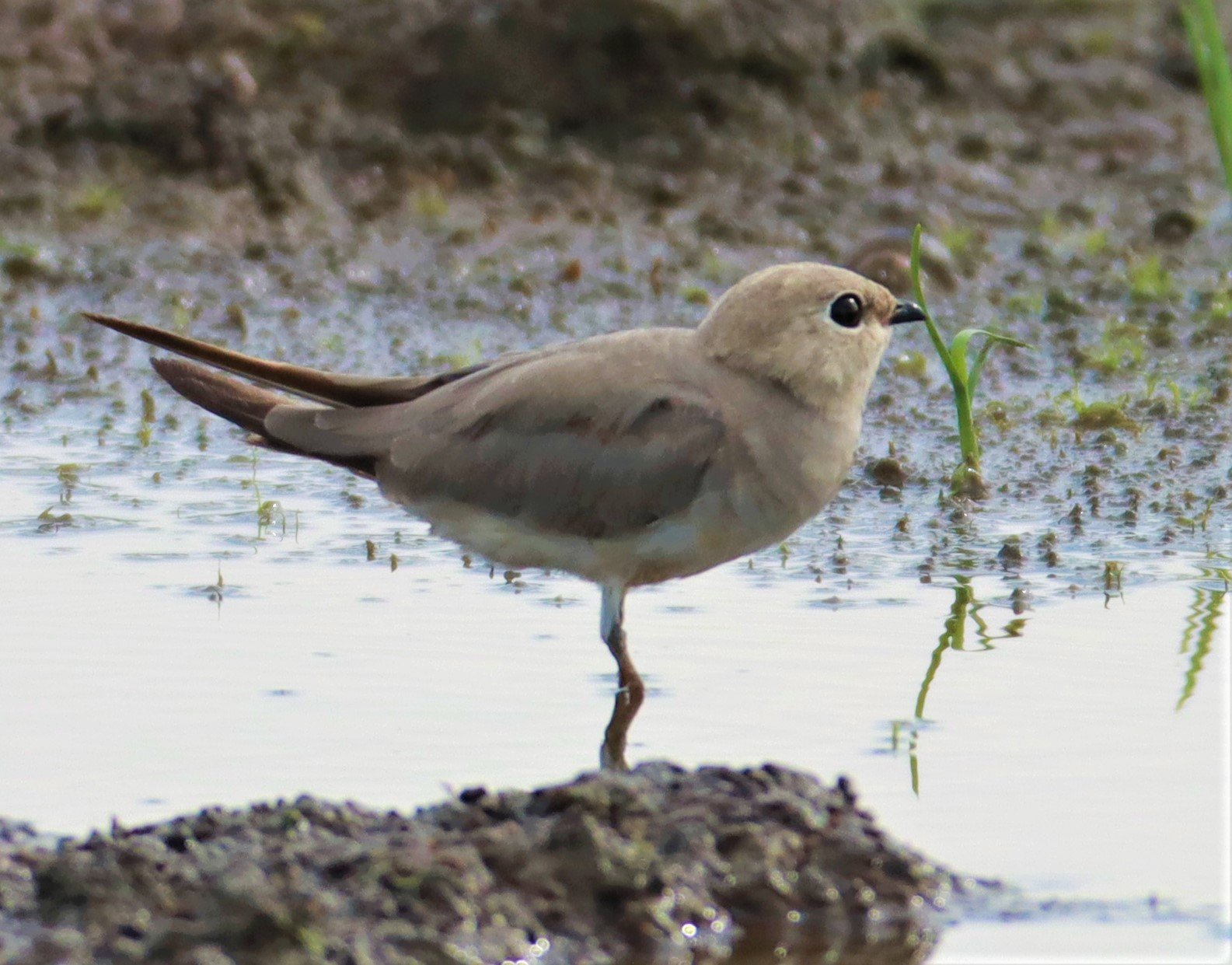 PRATINCOLE - SMALL PRATINCOLE - Glareola lactea - BANG KHAEM NAKHON PATHOM (30).jpg