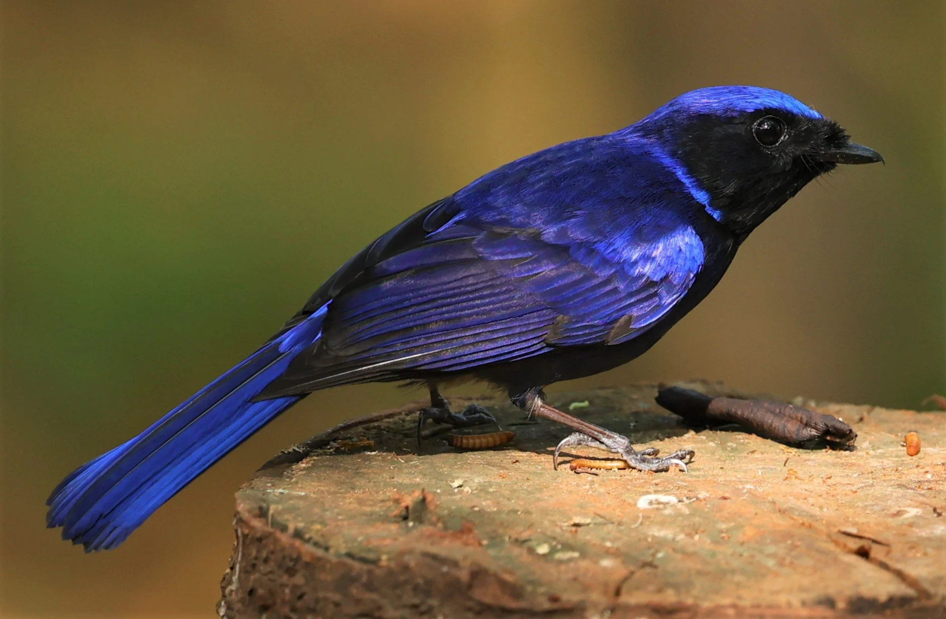 NILTAVA - LARGE NILTAVA - Niltava grandis - DOI DOI ANG KHANG CHIANG MAI FEB 2022 (4).jpg