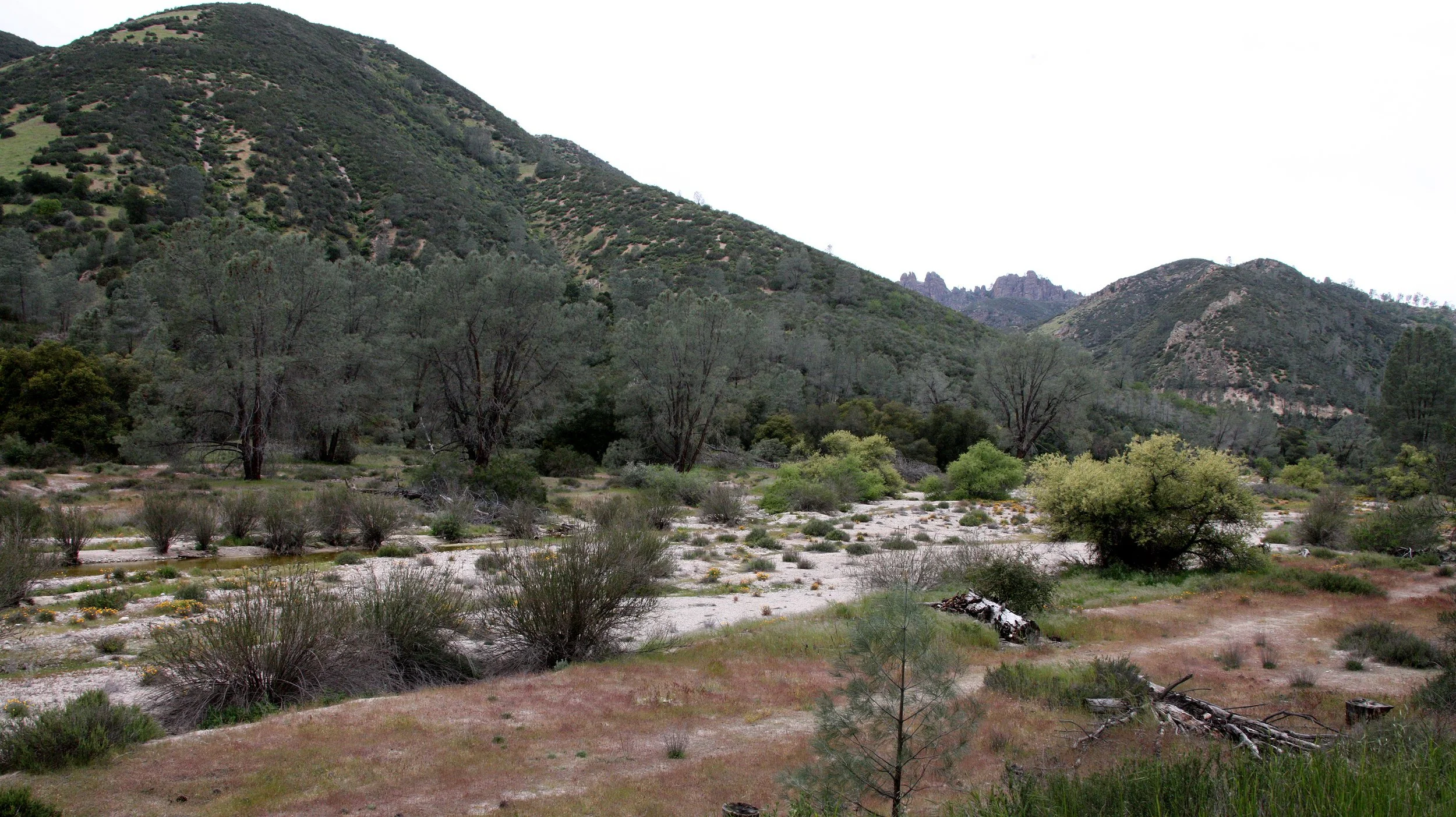 PINNACLES NATIONAL MONUMENT CALIFORNIA - RIPARIAN COMMUNITY (2).JPG