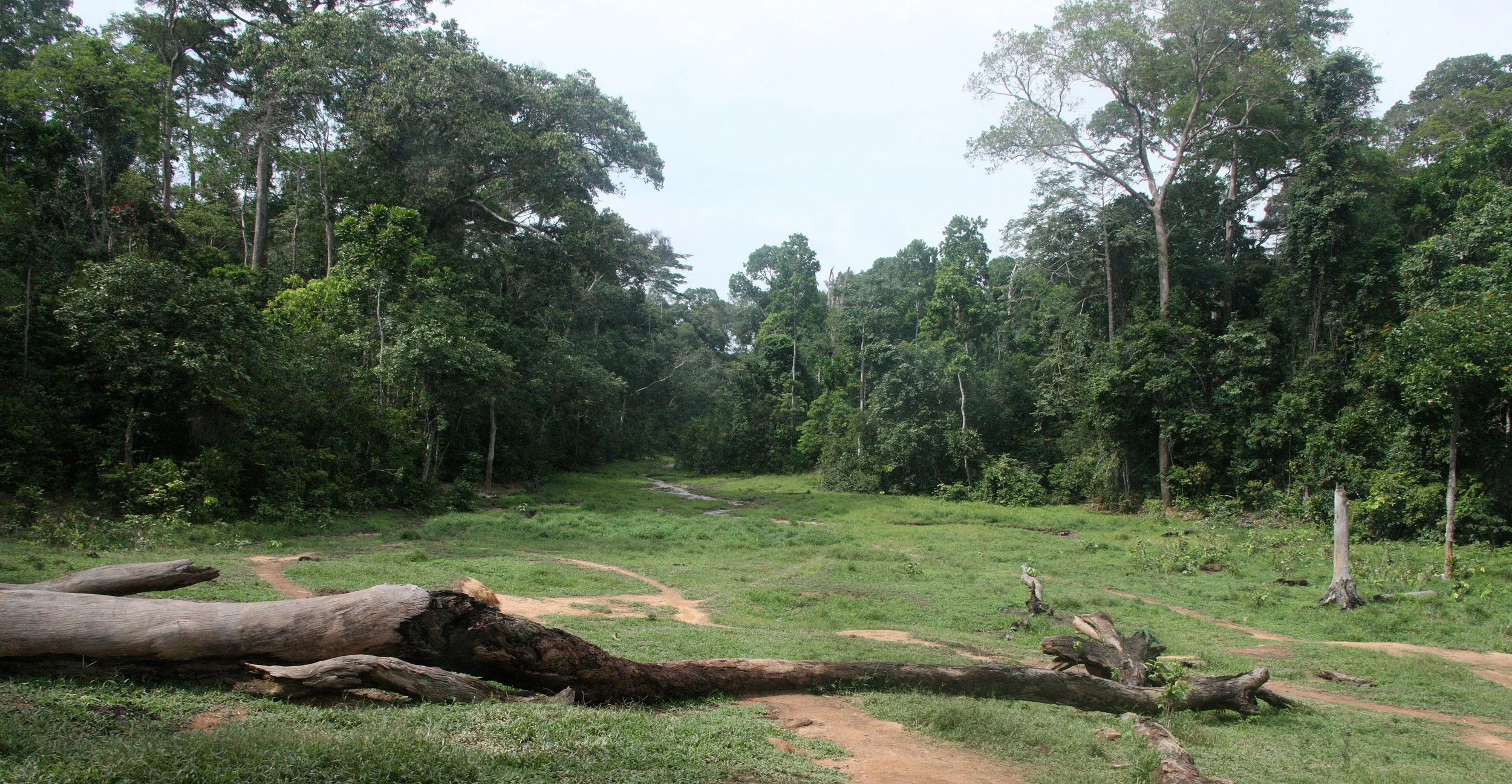 DZANGA NDOKI NATIONAL PARK CENTRAL AFRICAN REPUBLIC (37).JPG