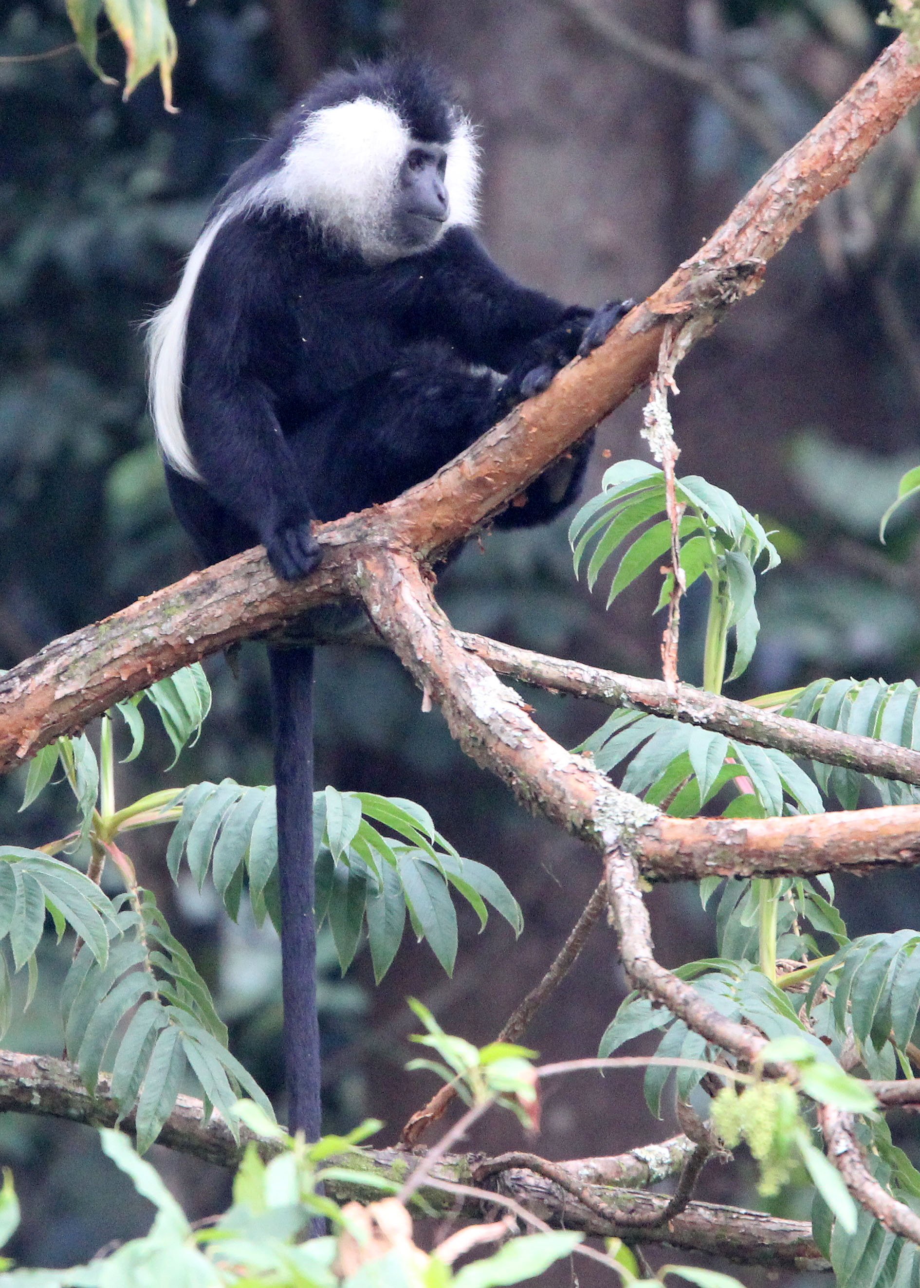 CERCOPITHECIDAE - Colobus angolensis ruwenzorii - ADOLF FRIEDRICH'S ANGOLAN COLOBUS - NYUNGWE NATIONAL PARK RWANDA (85).JPG