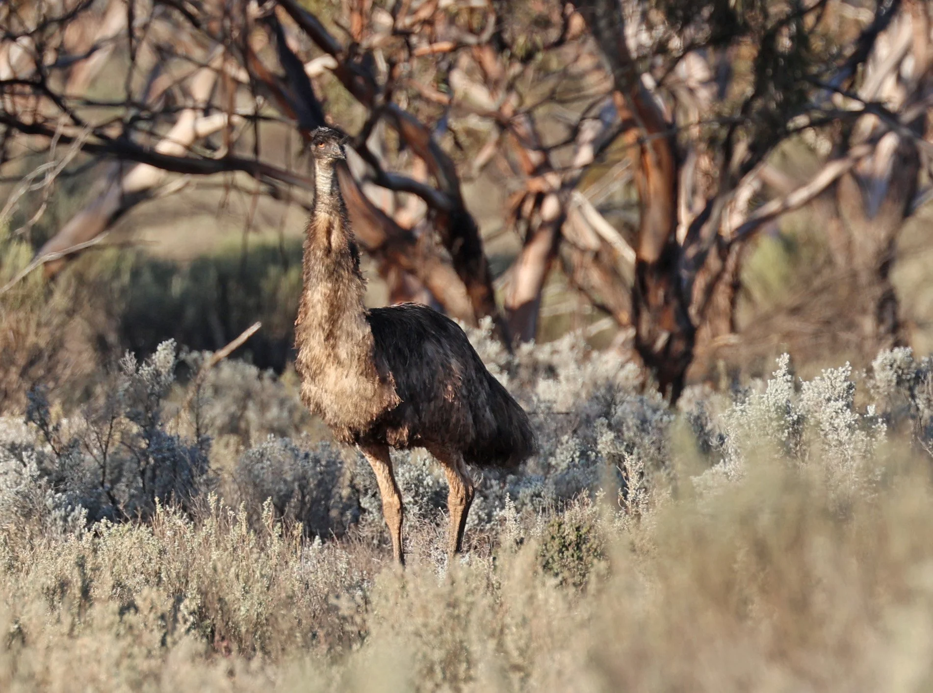 Emu (Dromaius novaehollandiae) Goyder Highway toward Warren Gorge - South Australia (44).jpg