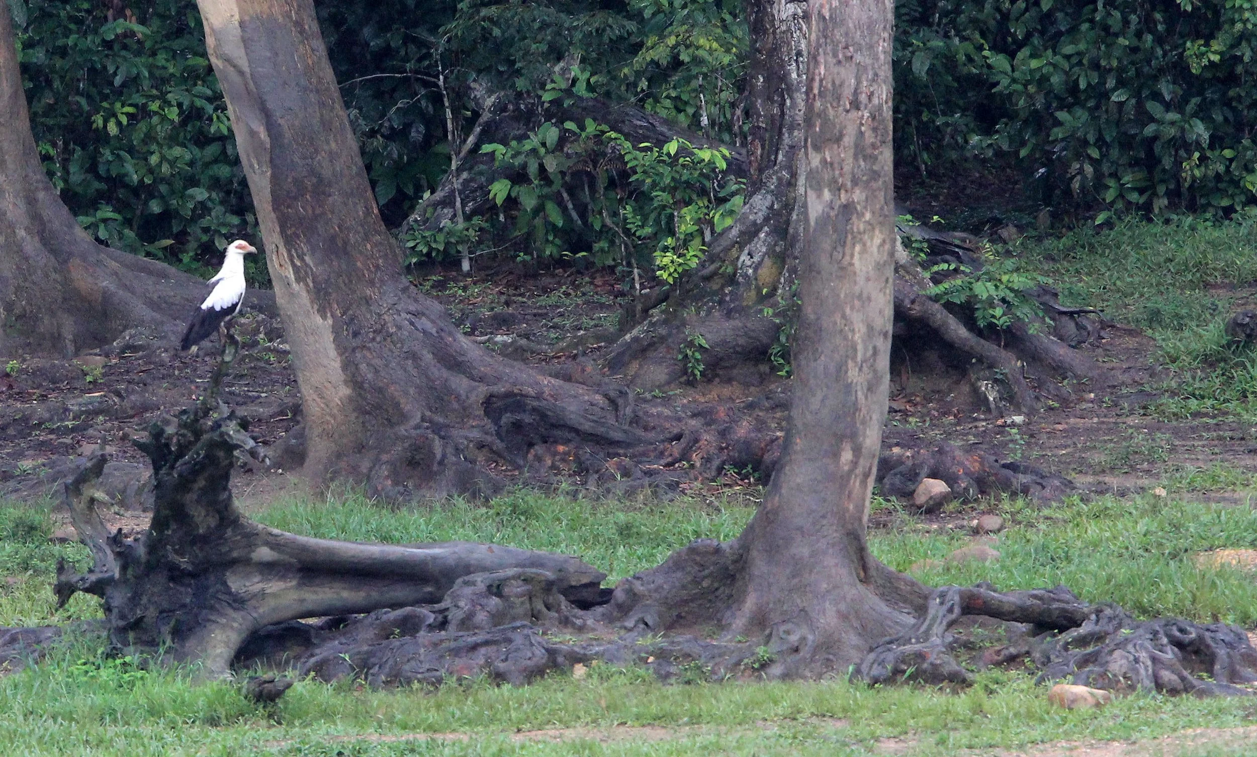 Gypohierax angolensis - PALM NUT VULTURE - DZANGHA NDOKI NATIONAL PARK - CENTRAL AFRICAN REPUBLIC (9).JPG