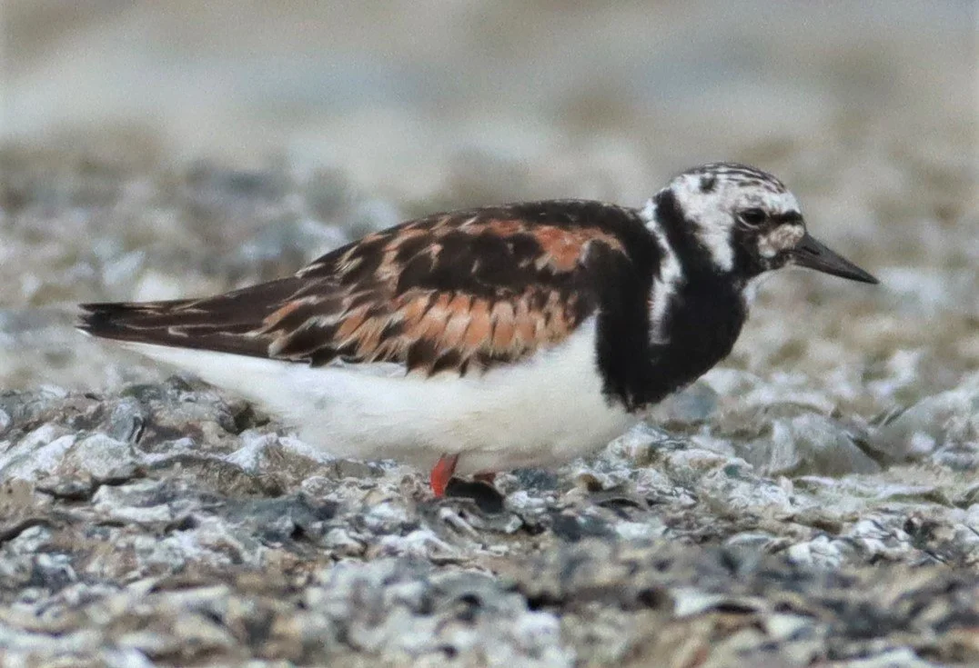 TURNSTONE - RUDDY TURNSTONE - Arenaria interpres - Salt pans west of Bang Pakong River (14).jpg