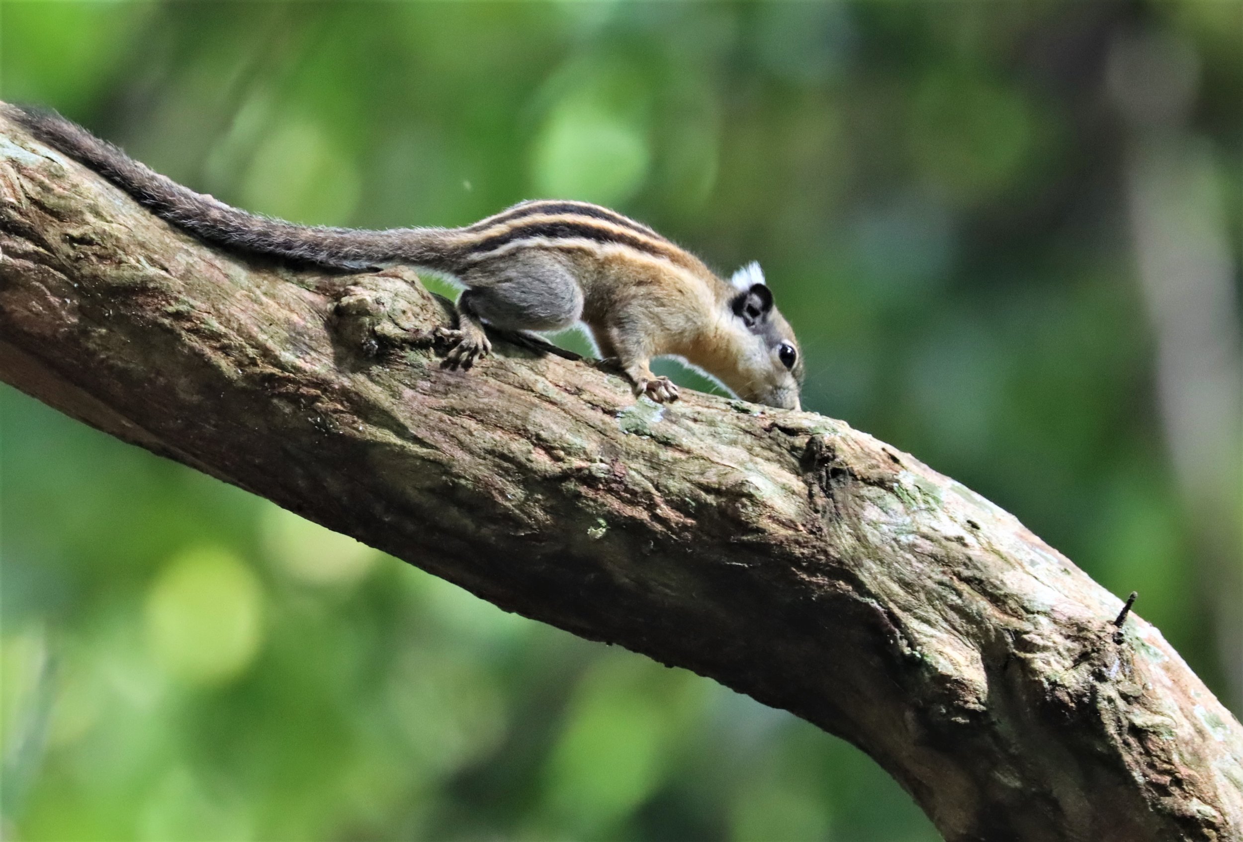 Tamiops rodolphii - CAMBODIAN STRIPED SQUIRREL - WAT THAM PRATHUN CHONBURI (7).jpg