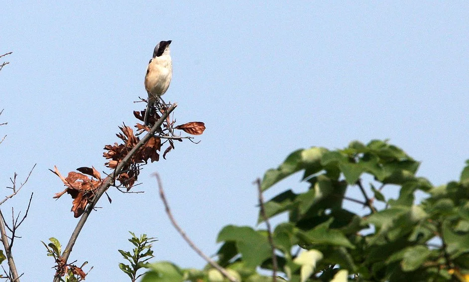 Long-tailed Shrike (Lanius schach) Chongming Island Dongtan Wetlands China (2).JPG