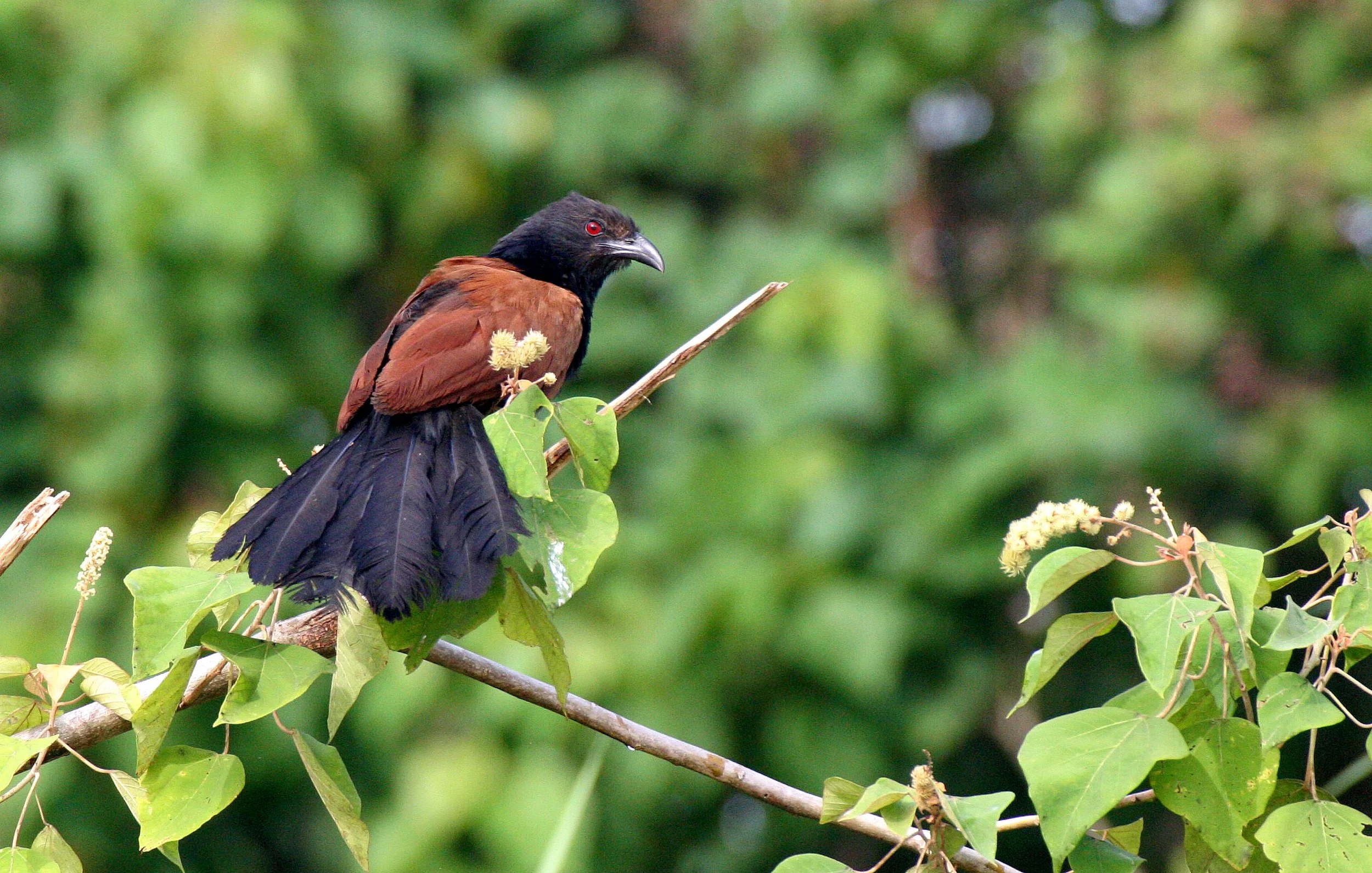 Greater Coucal (Centropus sinensis) Kinabatangan River Borneo (3).JPG