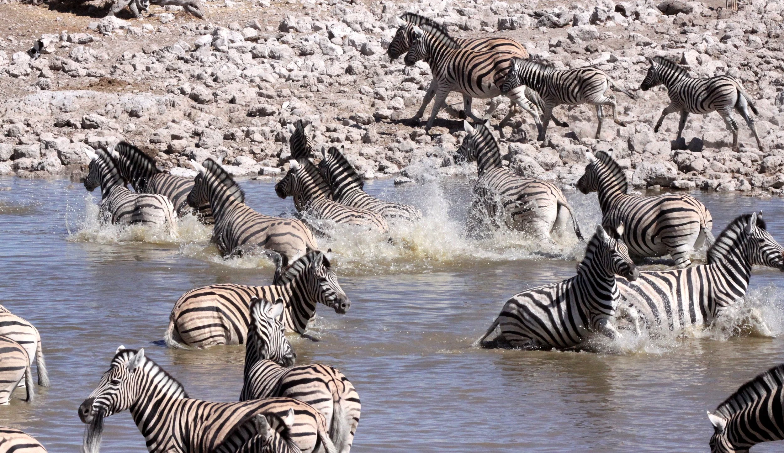 Equus quagga burchellii - BURCHELL'S (DAMARALAND) - BURCHELL'S ZEBRA - ETOSHA NATIONAL PARK NAMIBIA (38).JPG