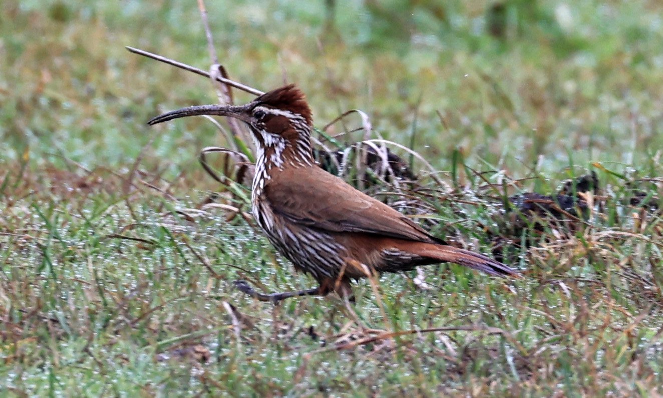 Scimitar-billed Woodcreeper (Drymornis bridgesii) Reserva Natural Ceibas, Entre Rios, Argentina (5).jpg