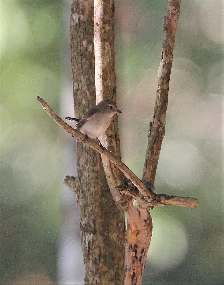 FLYCATCHER - ASIAN BROWN FLYCATCHER - Muscicapa dauurica - KAENG KRACHAN NP (5).jpg