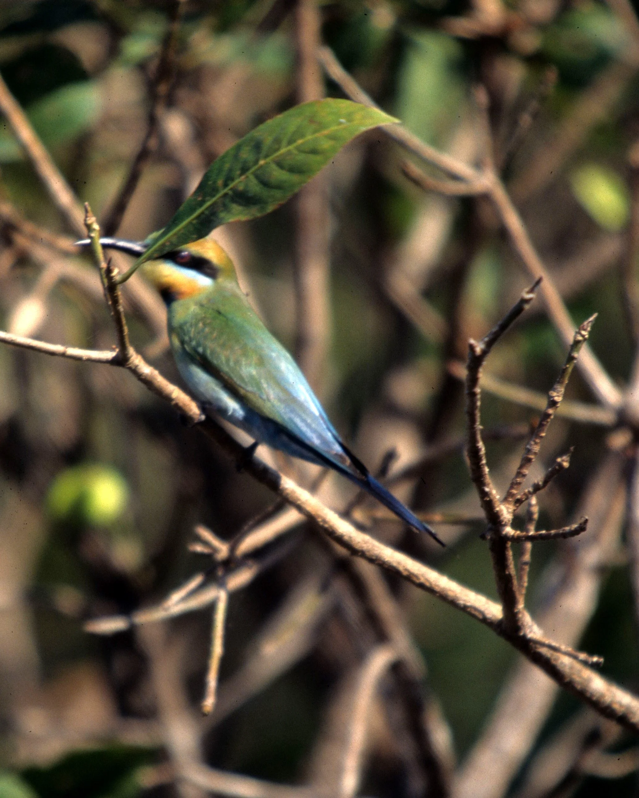 BIRD - BEE EATER - KALEODEO INDIA.jpg