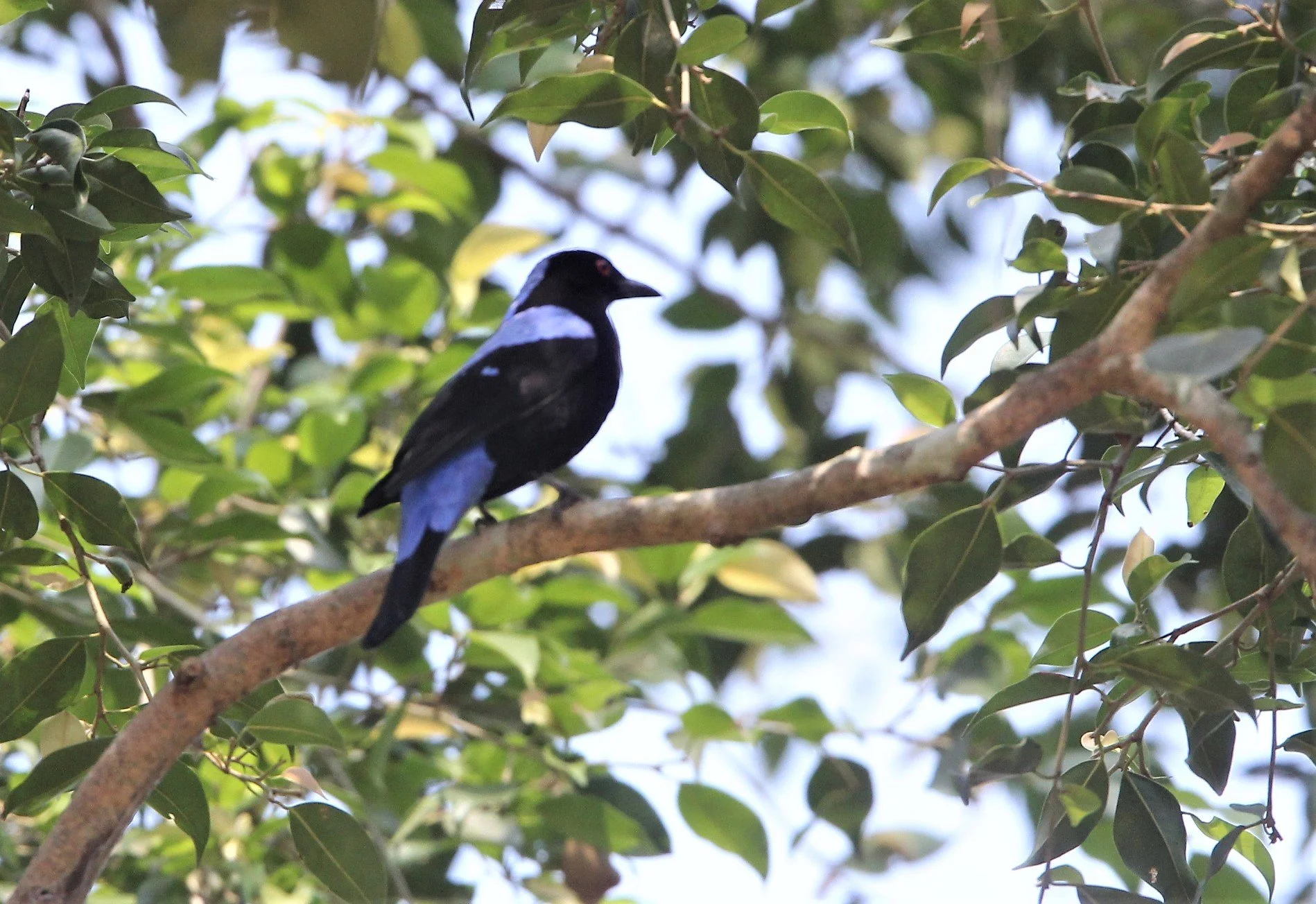 ASIAN FAIRY BLUEBIRD - Irena puella - KAENG KRACHAN NP (8).jpg