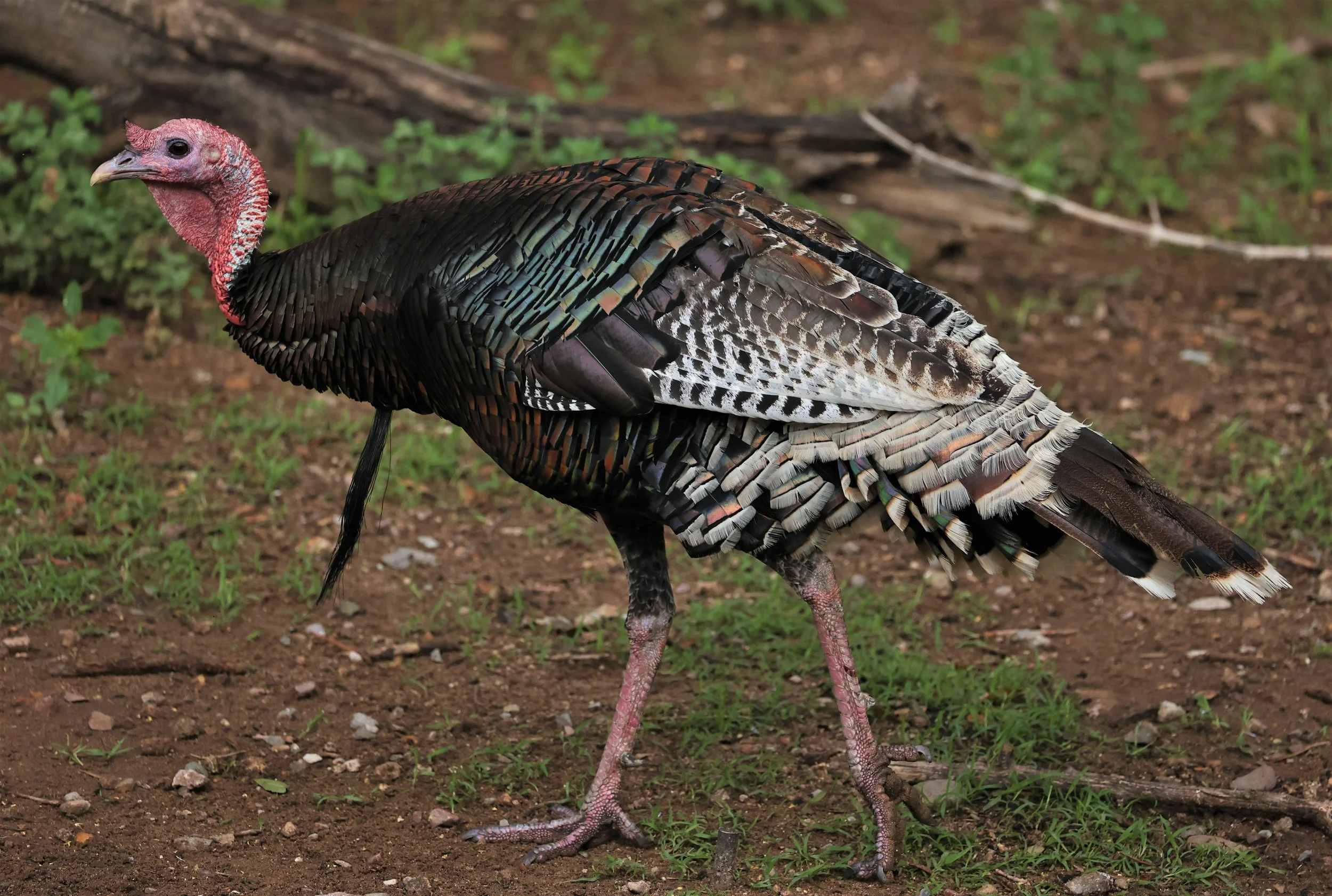 Birds of Madera Canyon Arizona — Coke Smith Wildlife