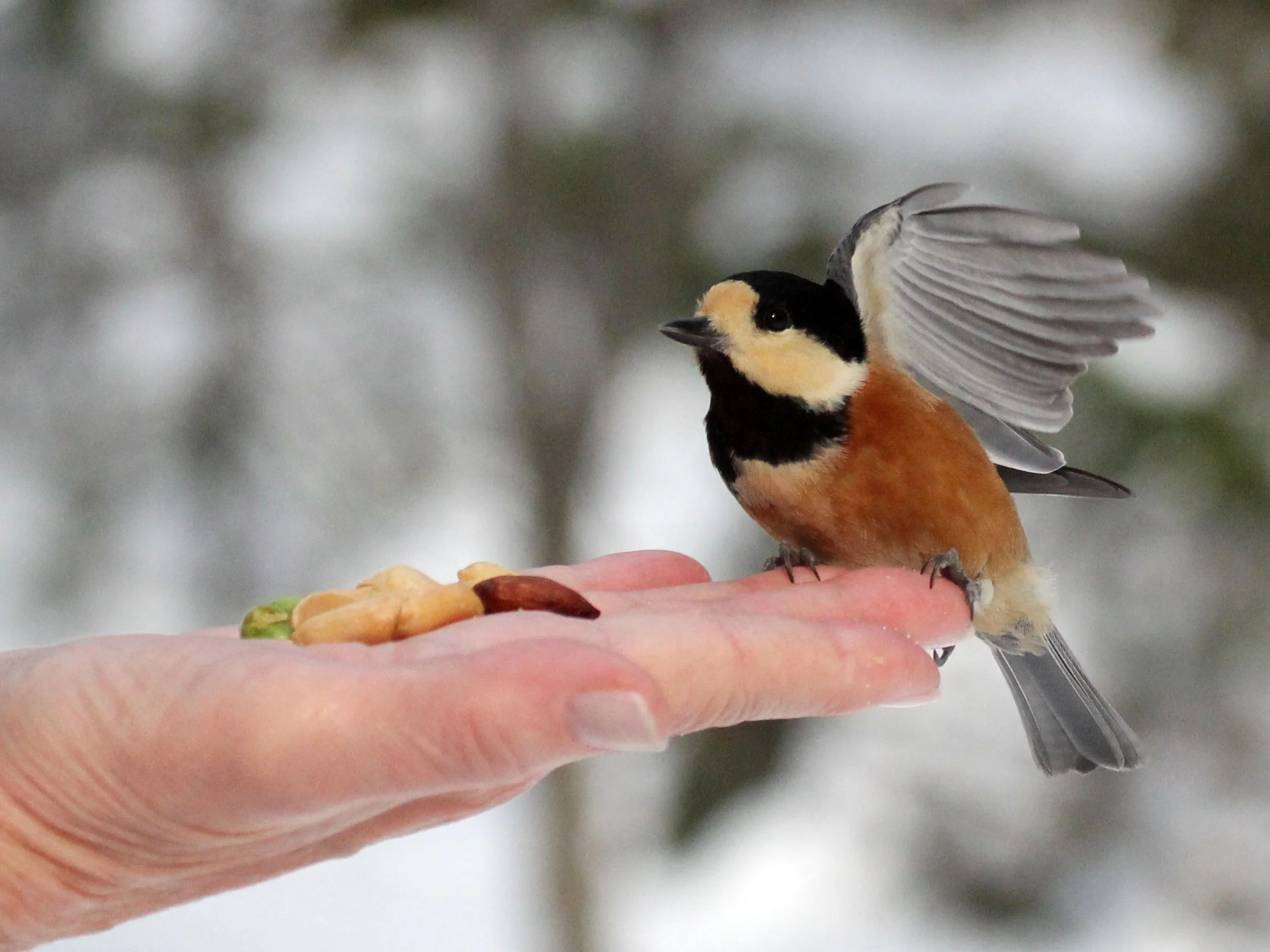 Varied Tit (Sittiparus varia) Kinohiroba Park, Abashiri Hokkaido, Japan (5).JPG