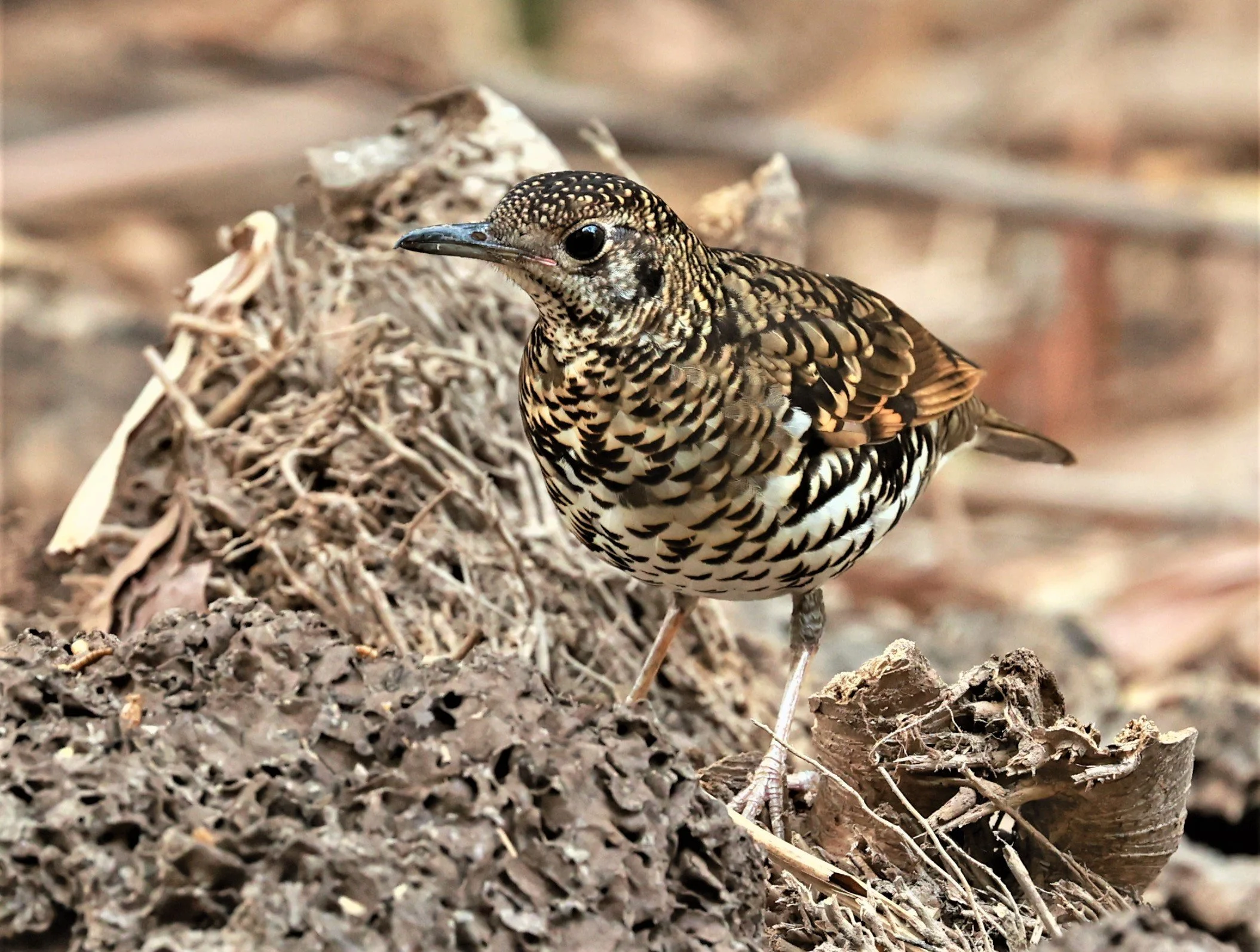 White's Thrush (Zoothera aurea) Putthamonthon Park Nakhon Pathom Thailand (167).jpg