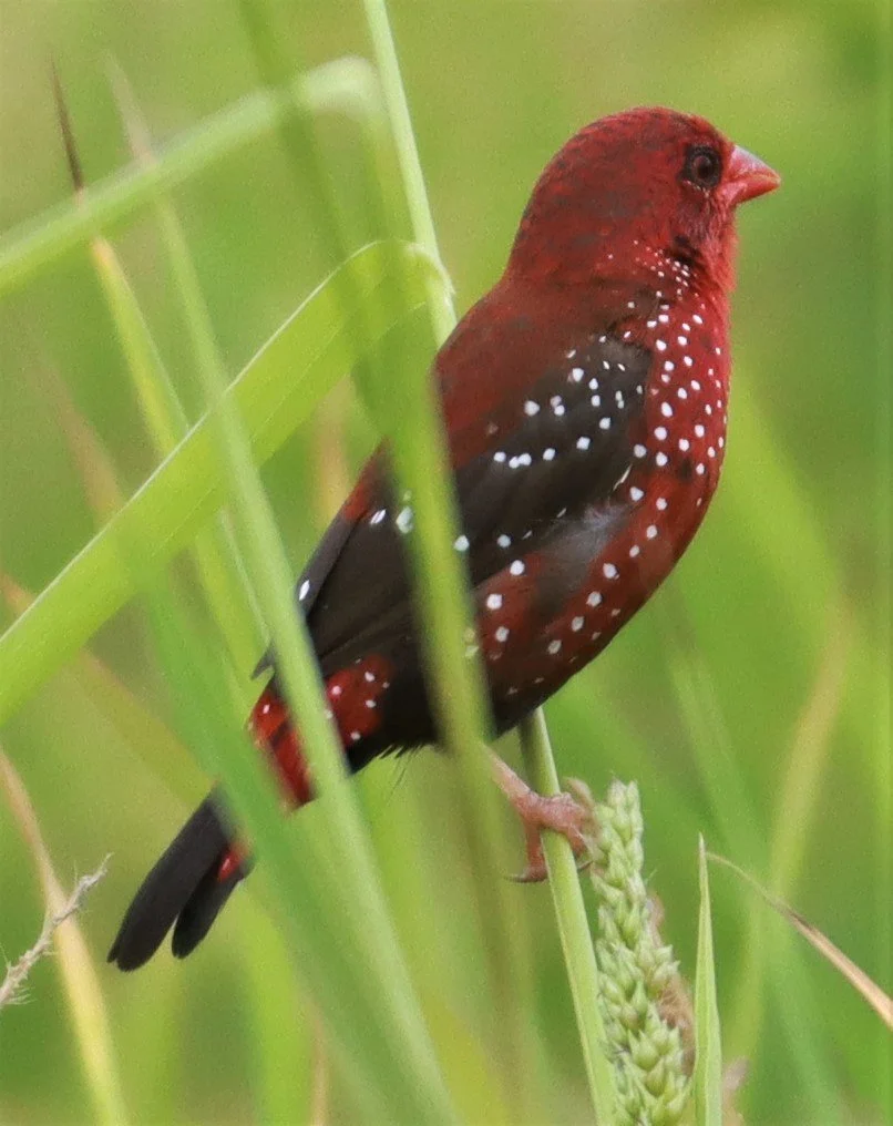 RED AVADAVAT - Amandava amandava - LAD KRABANG  THAP YAO RICE FIELDS AUGUST 14 2021 (99).jpg