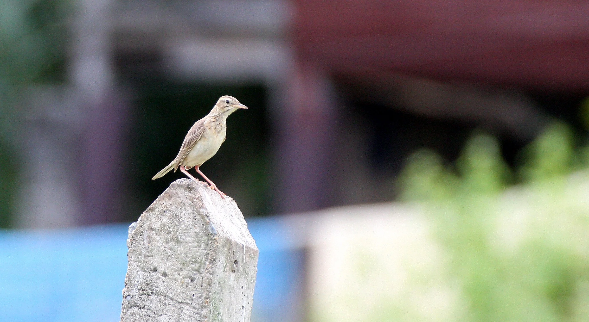 Paddyfield Pipit (Anthus rufulus) NAKHON SI THAMMARAT Thailand (9).JPG