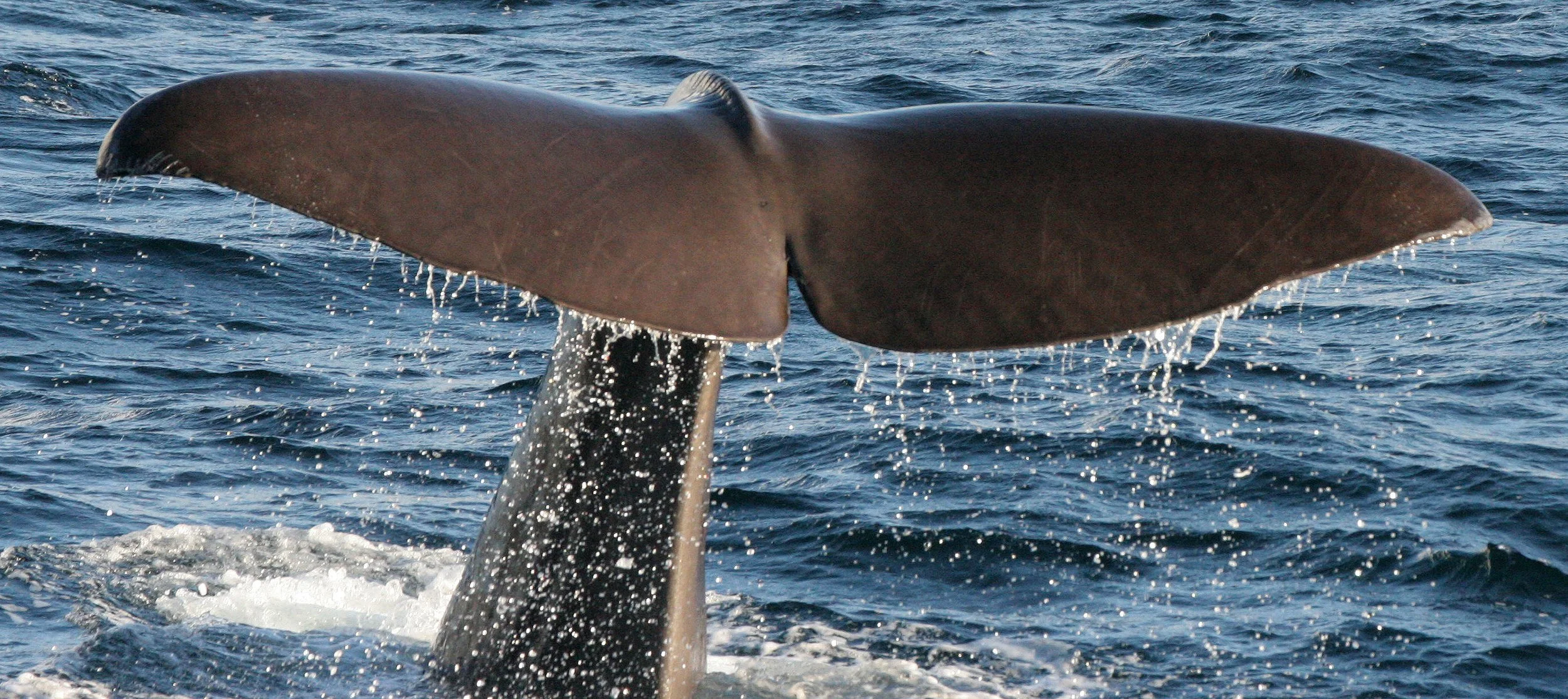 CETACEAN - WHALE - SPERM WHALE OFF COAST OF TROMSO NORWAY (196).jpg