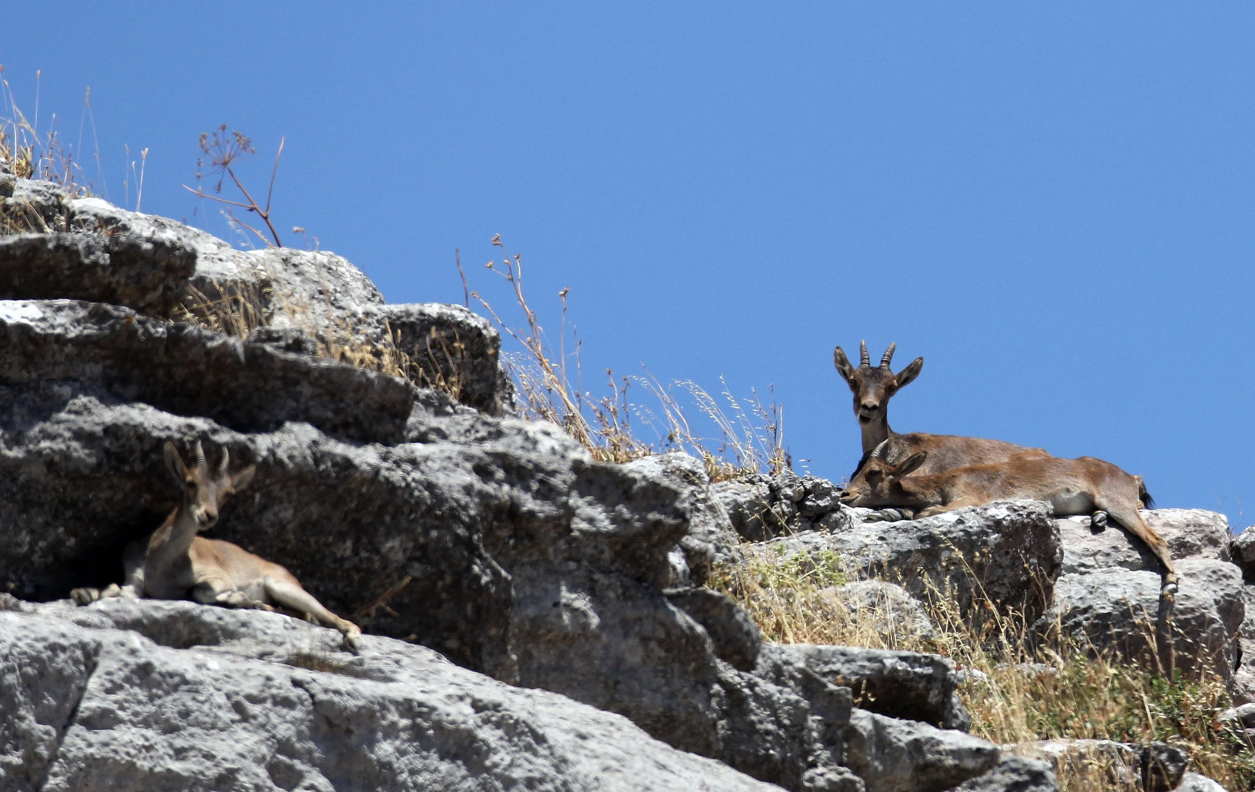 SOUTHEASTERN SPANISH (RONDA) IBEX - Capra pyrenaica meridionalis - EL TORCAL NATIONAL PARK SPAIN (14).JPG