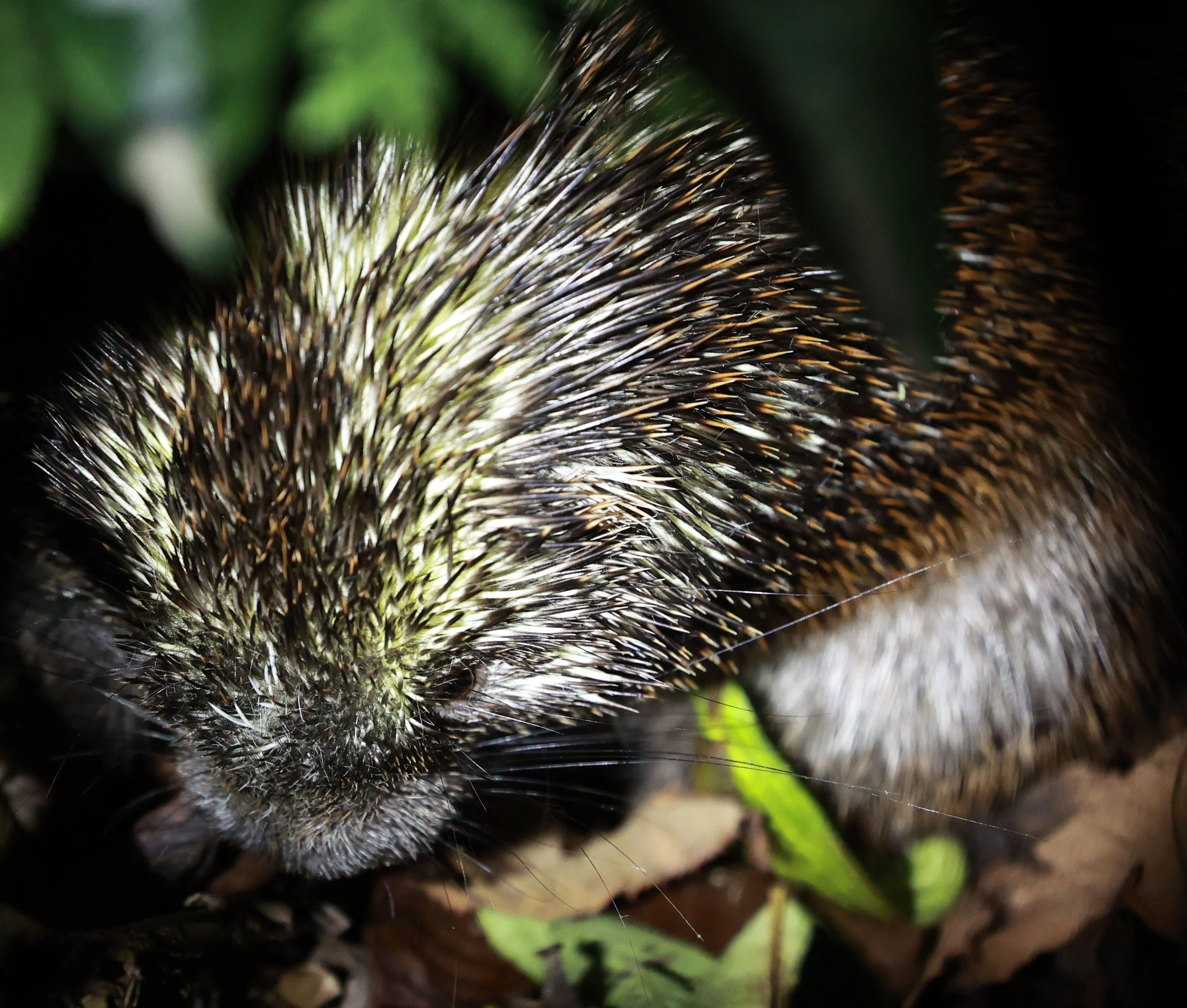 Genus Coendou. South American Porcupines — Coke Smith Wildlife