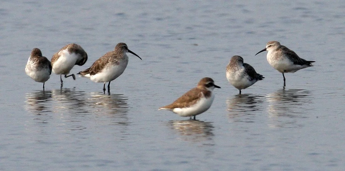 BIRD - SANDPIPER - CURLEW SANDPIPER - PAK THALE PETCHABURI PROVINCE THAILAND (17).JPG