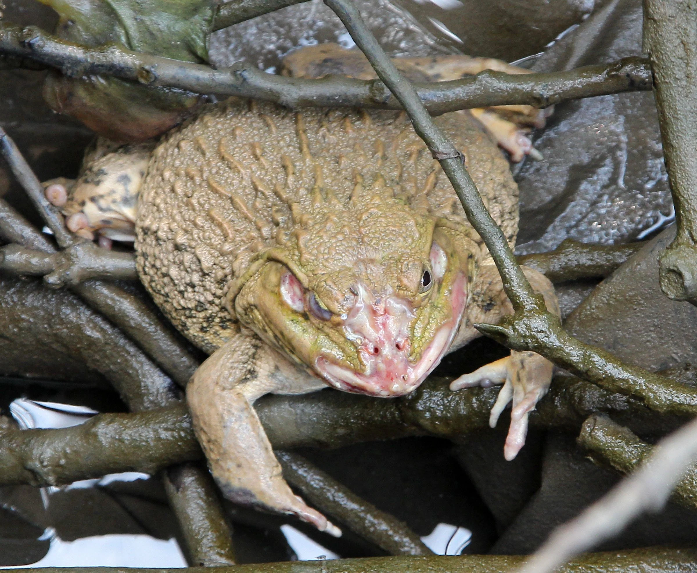Unidentified Species 16 - Nonthaburi Thailand, Chao Praya River