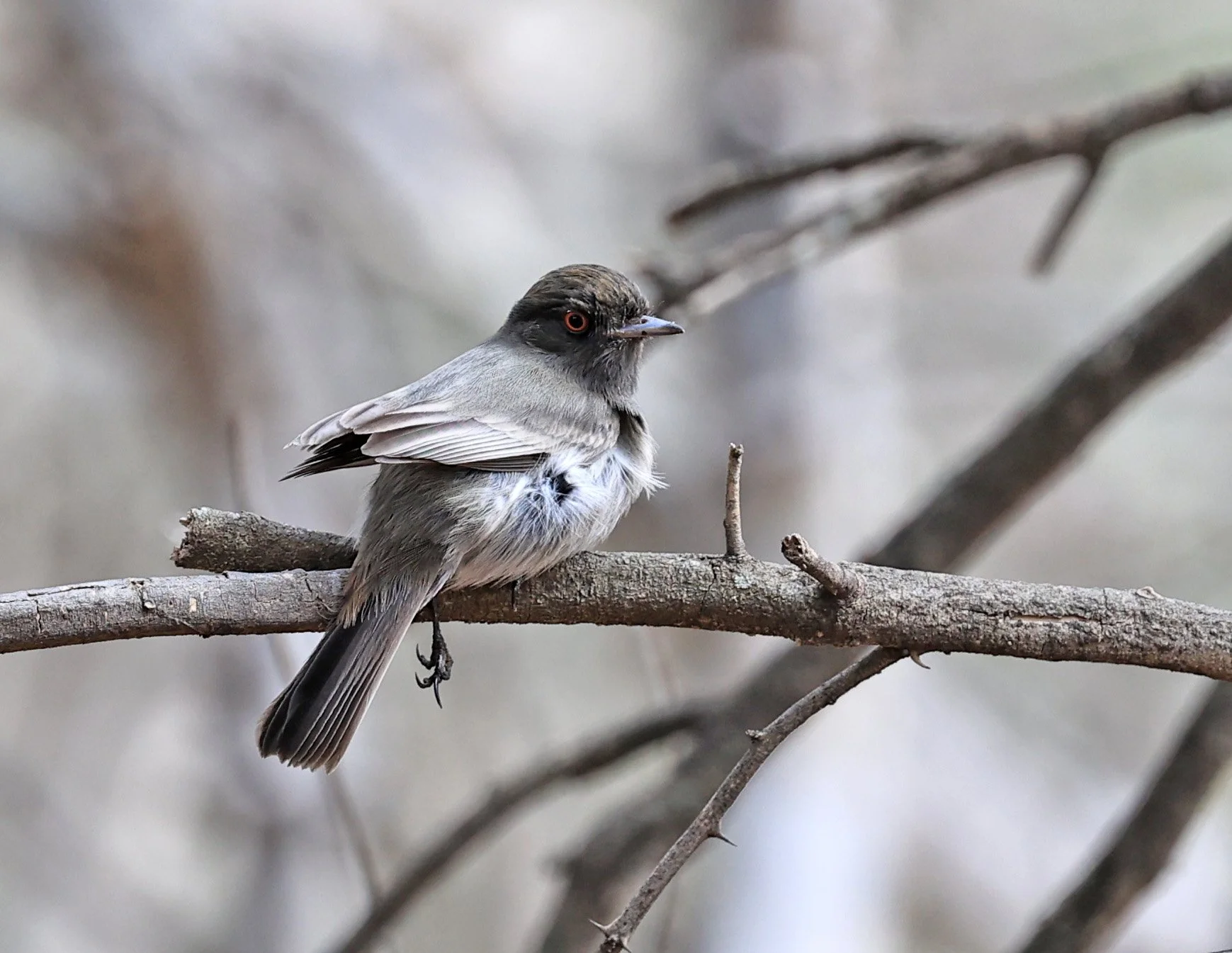 Cinereous Tyrant (Knipolegus striaticeps) Neuland Mennonite Colony Paraguay 