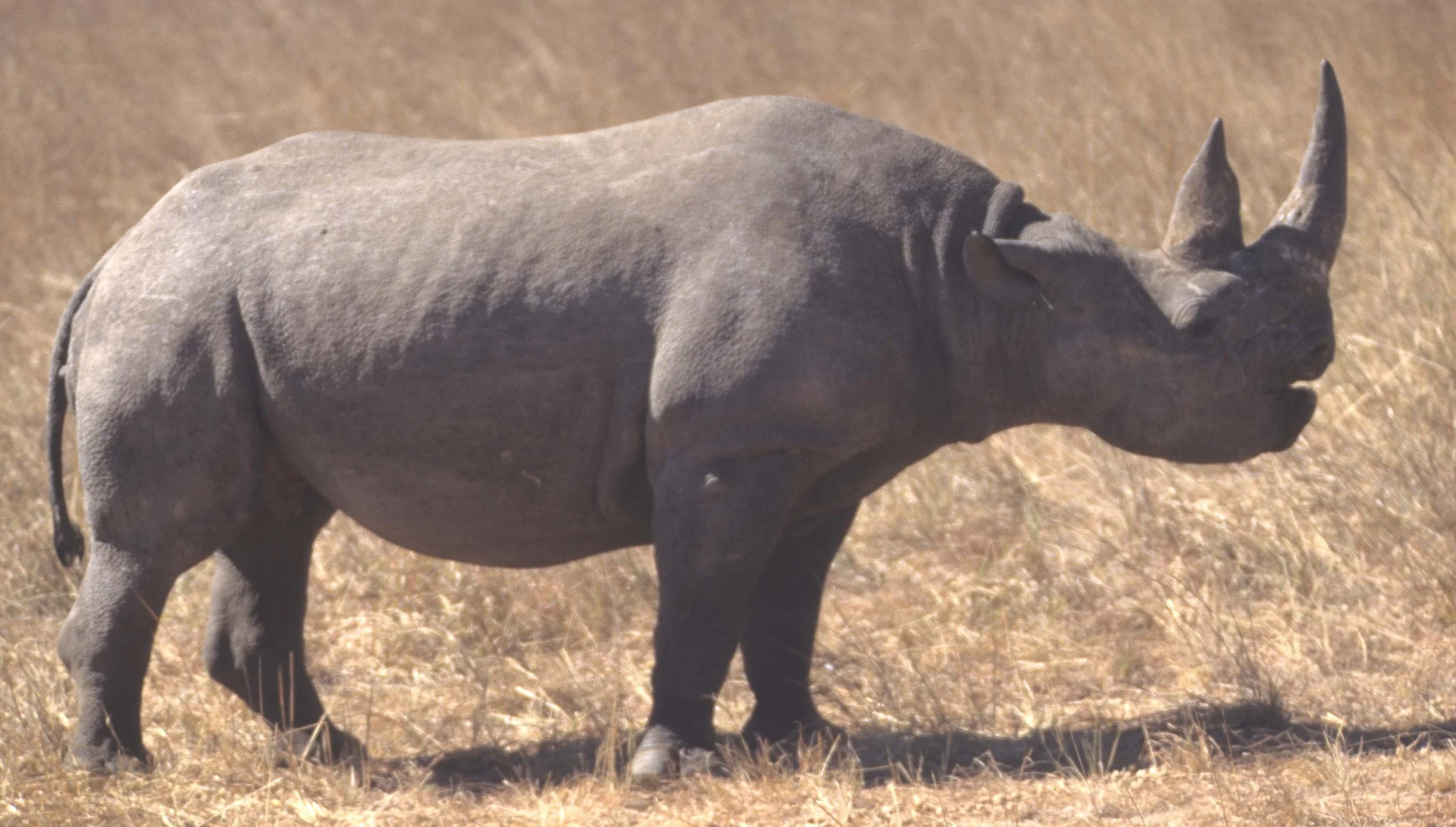 RHINO- BLACK - ZIMBABWE.jpg