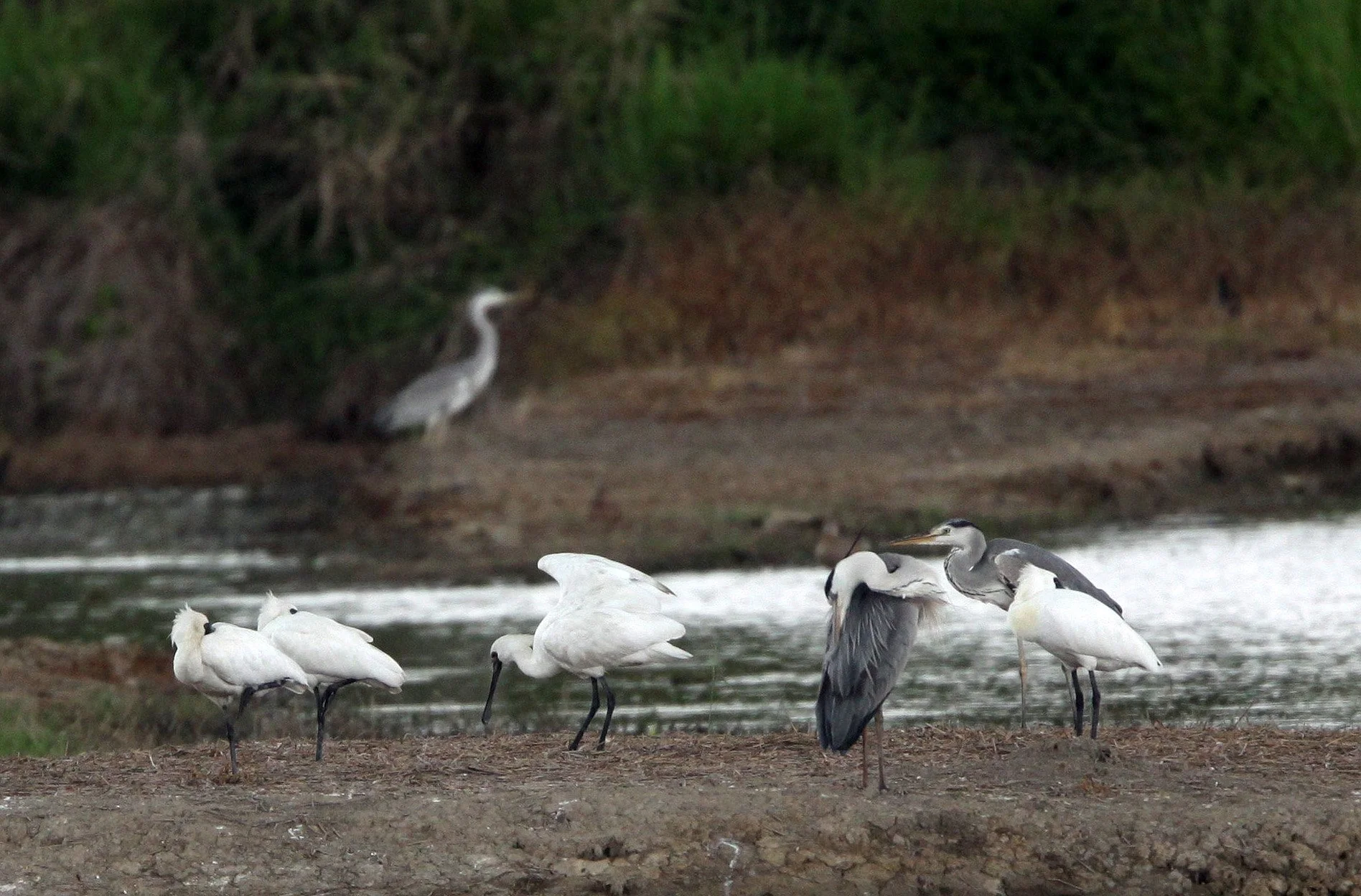 SPOONBILL - BLACK-FACED SPOONBILL - Platalea minor - MAI PO WETLANDS HONG KONG (165).JPG