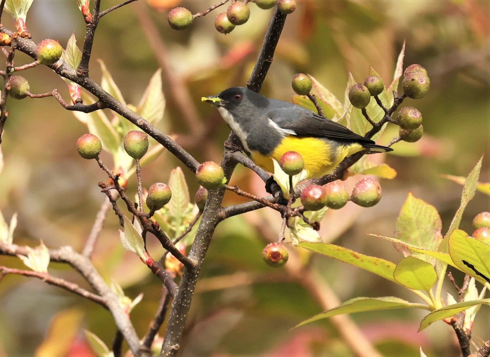 FLOWERPECKER - YELLOW-BELLIED FLOWERPECKER - Dicaeum melanozanthum - DOI INTHANON NP CHIANG MAI, DEC 2021 (42).jpg