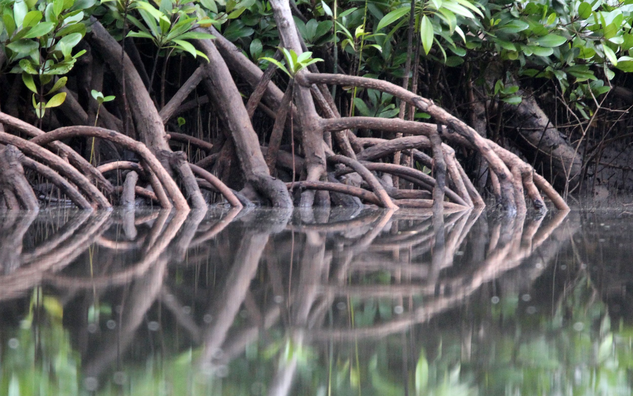 TANGKOKO NATIONAL PARK SULAWESI INDONESIA (63).JPG