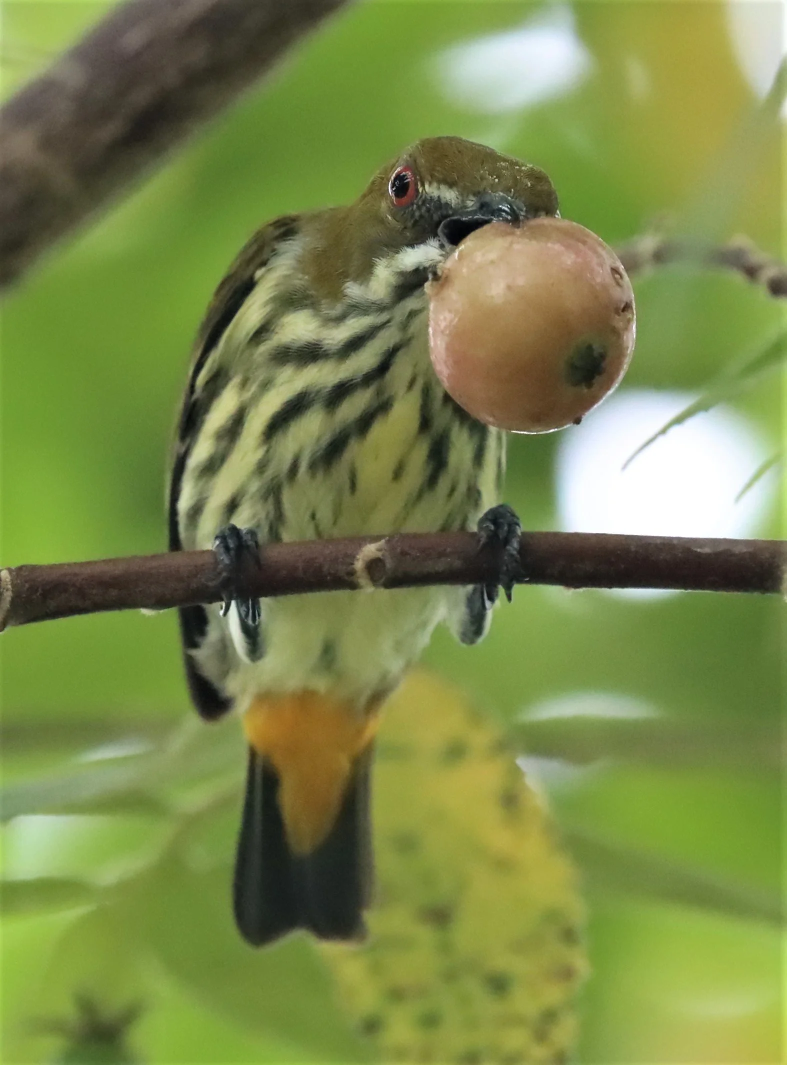 FLOWERPECKER - YELLOW-VENTED FLOWERPECKER - Dicaeum chrysorrheum - BAAN MAKA - IMAGE BY GIFT  (37).jpg