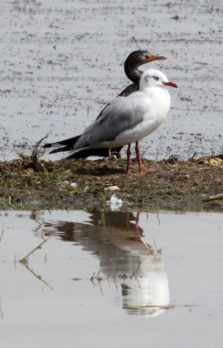 BIRD - GULL - GREY-HEADED GULL - LANGANO LAKE ETHIOPIA (1).JPG