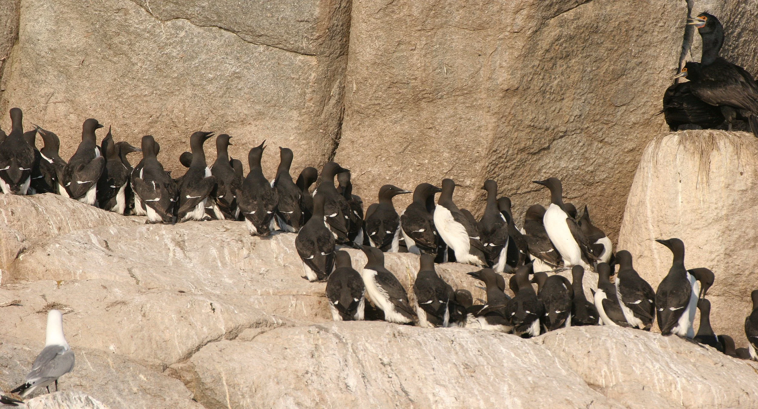 Uria lomvia eleonorae - THICK AND THIN-BILLED MURRES MIXED WITH KITTIWAKES AND RED-FACED CORMORANTS - BIRD BAZAARS COMMANDERS  (17).jpg