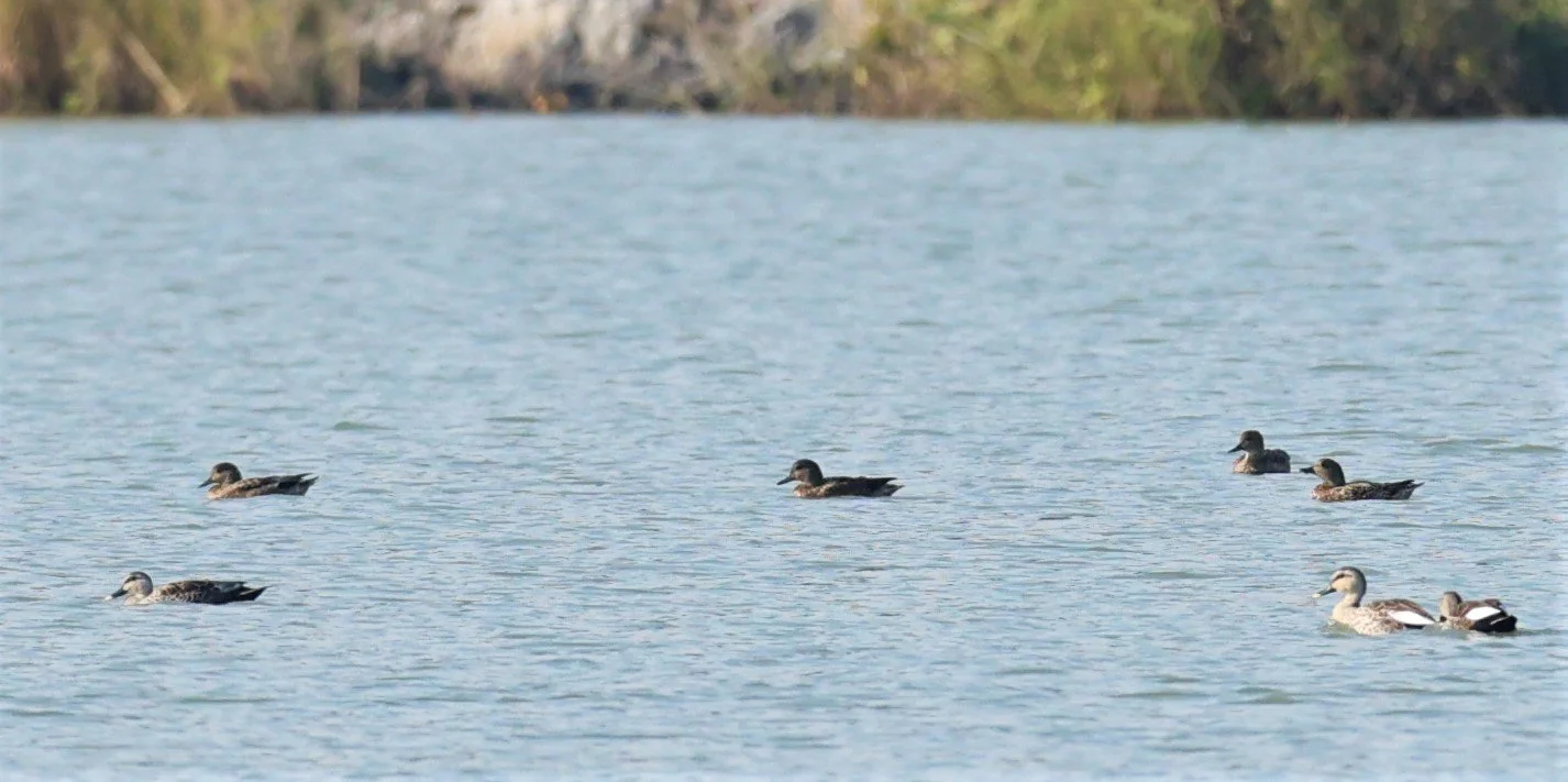 DUCK - GARGANEY - Spatula querquedula - CHIANG SAEN LAKE - NONG BONG KAI NON-HUNTING AREA CHIANG RAI (6).JPG