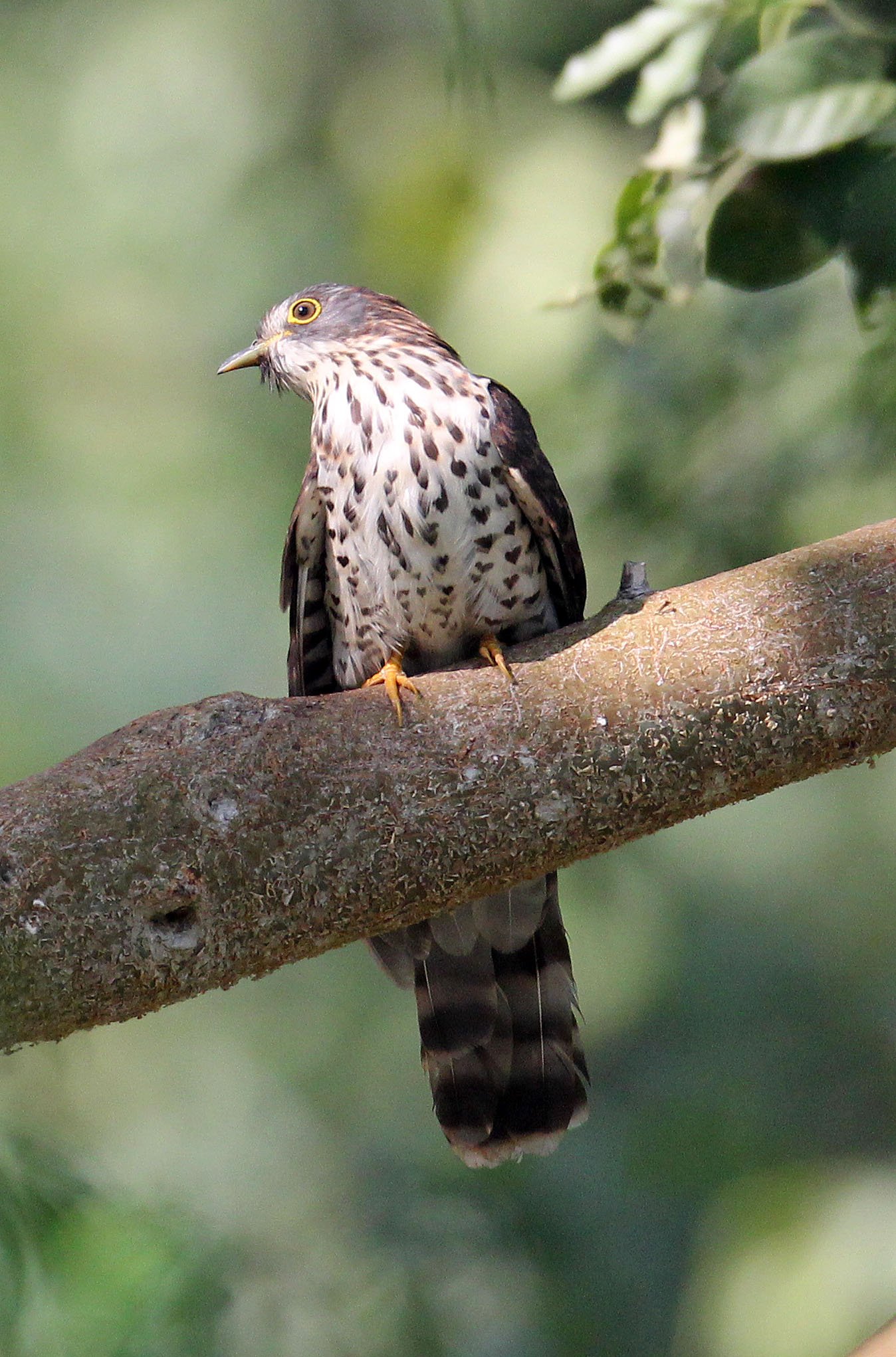 Large Hawk-cuckoo (Hierococcyx sparveroides) Huai Kha Khaeng NWR Thailand (5).JPG