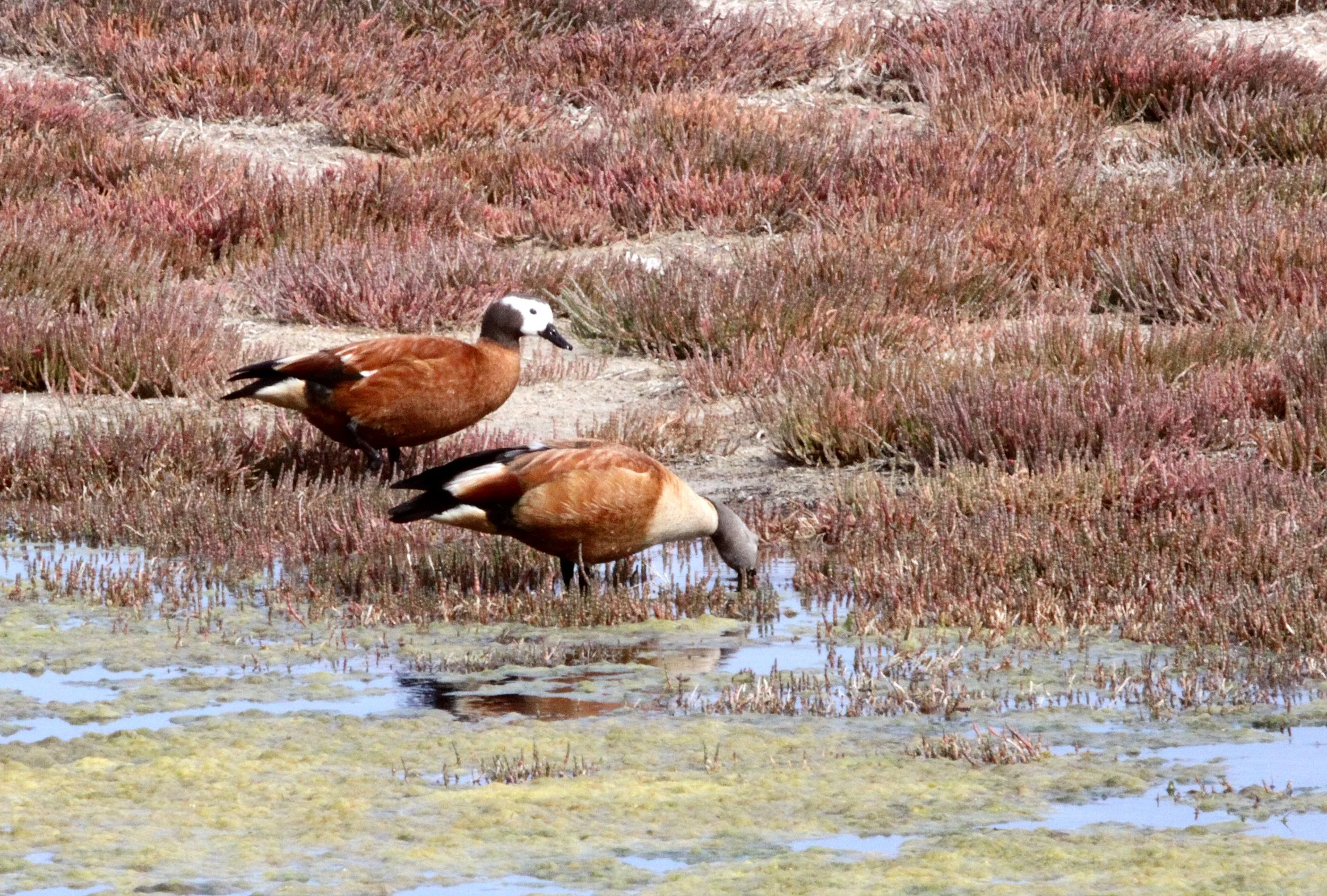 SHELDUCK - SOUTH AFRICAN SHELDUCK - Tadorna tadornoides - ELAND'S BAY SOUTH AFRICA (38).JPG