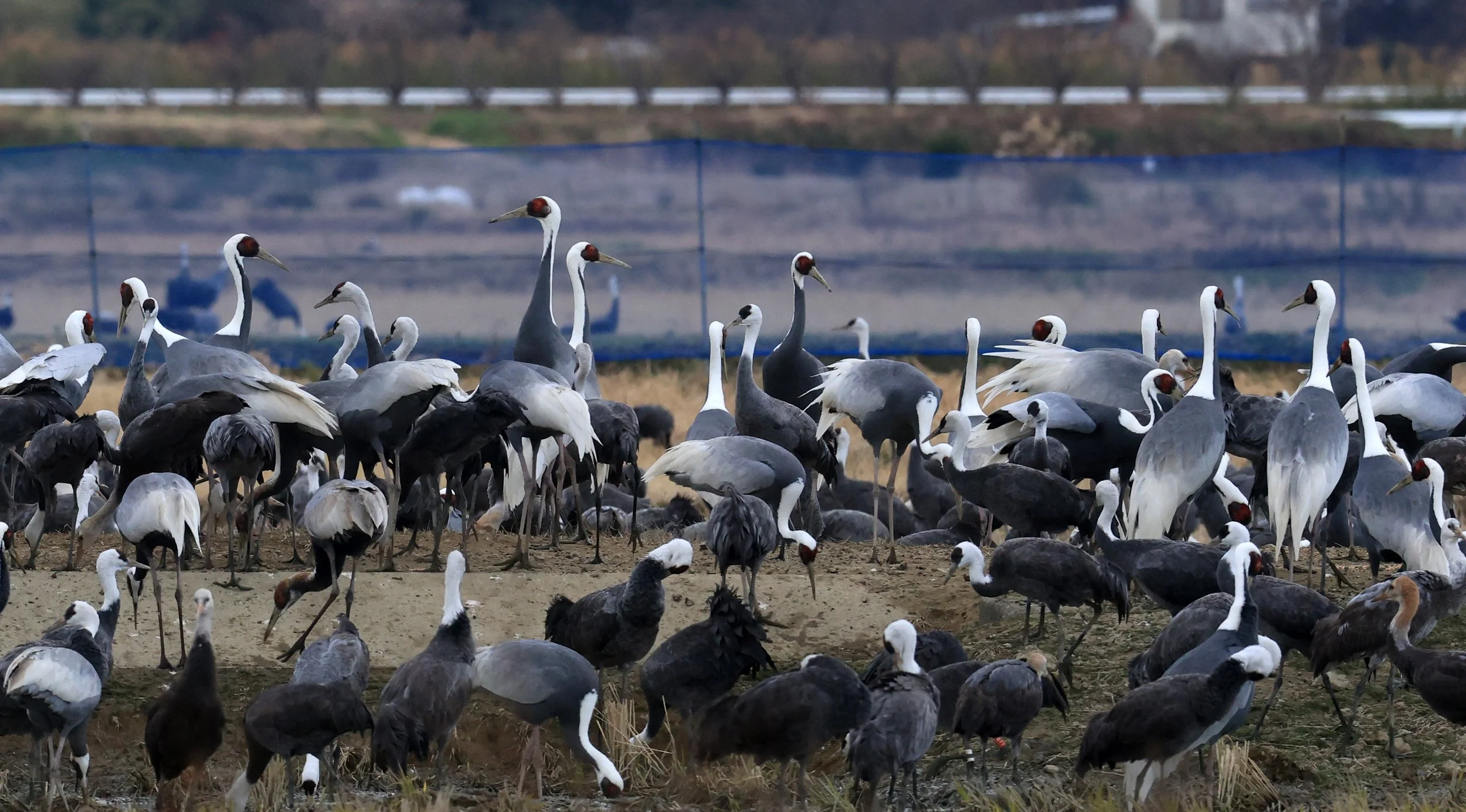 White-naped Crane (Antigone vipio) Izumi Crane Park & Center, Izumi Kagoshima Kyushu Japan (171).jpg